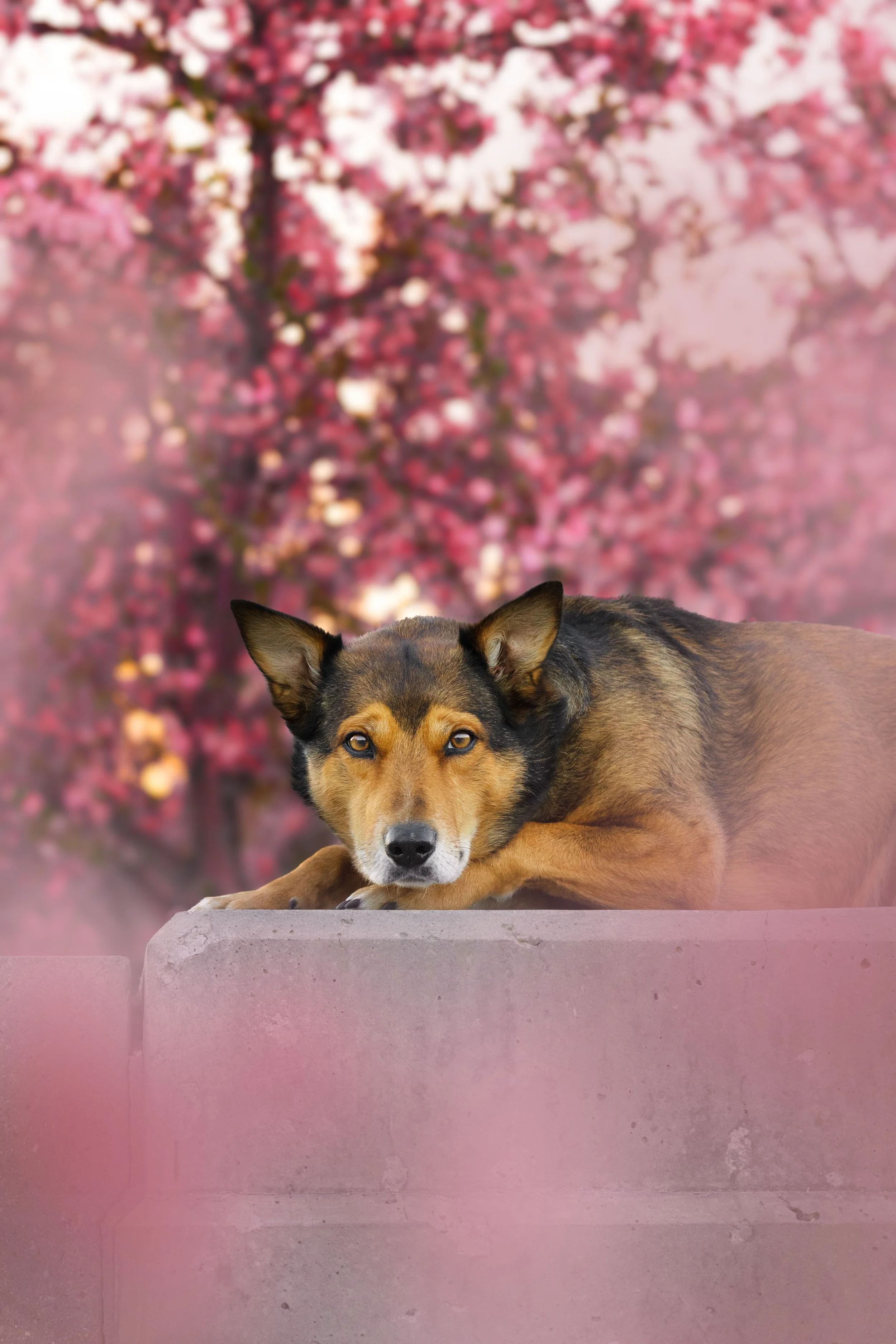 Myla Blossoms 03.jpg