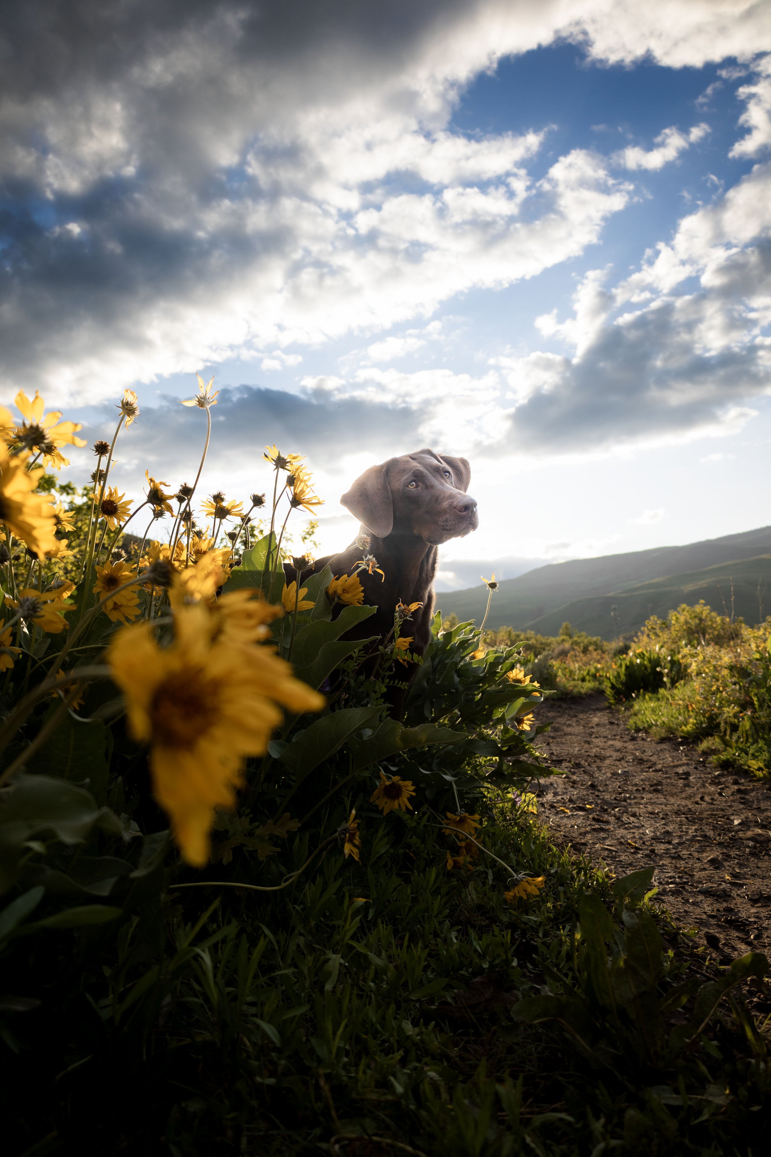 Tarot Flowers 12.jpg