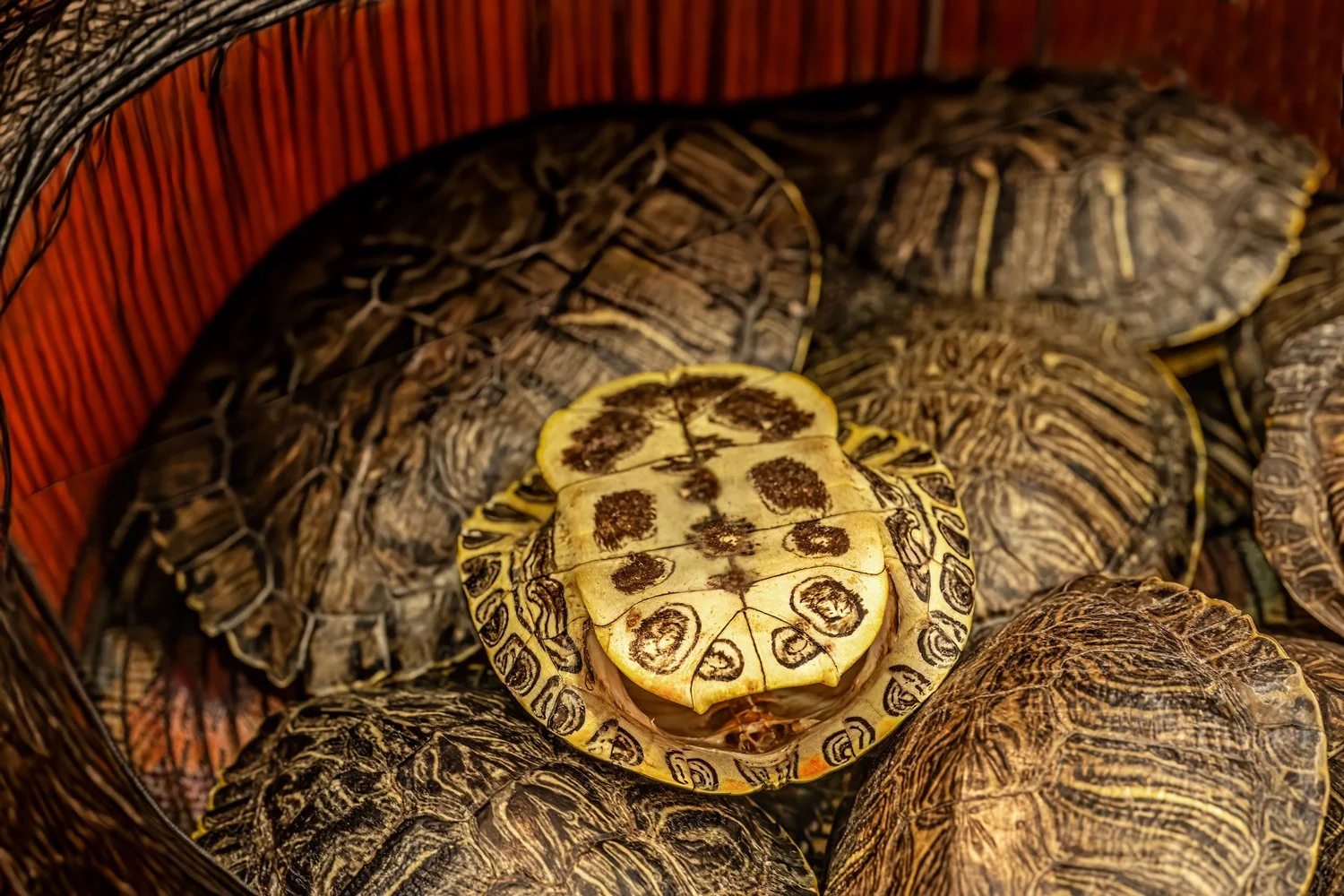 Forestwood Antique Mall, Dallas turtle shell 3.jpg