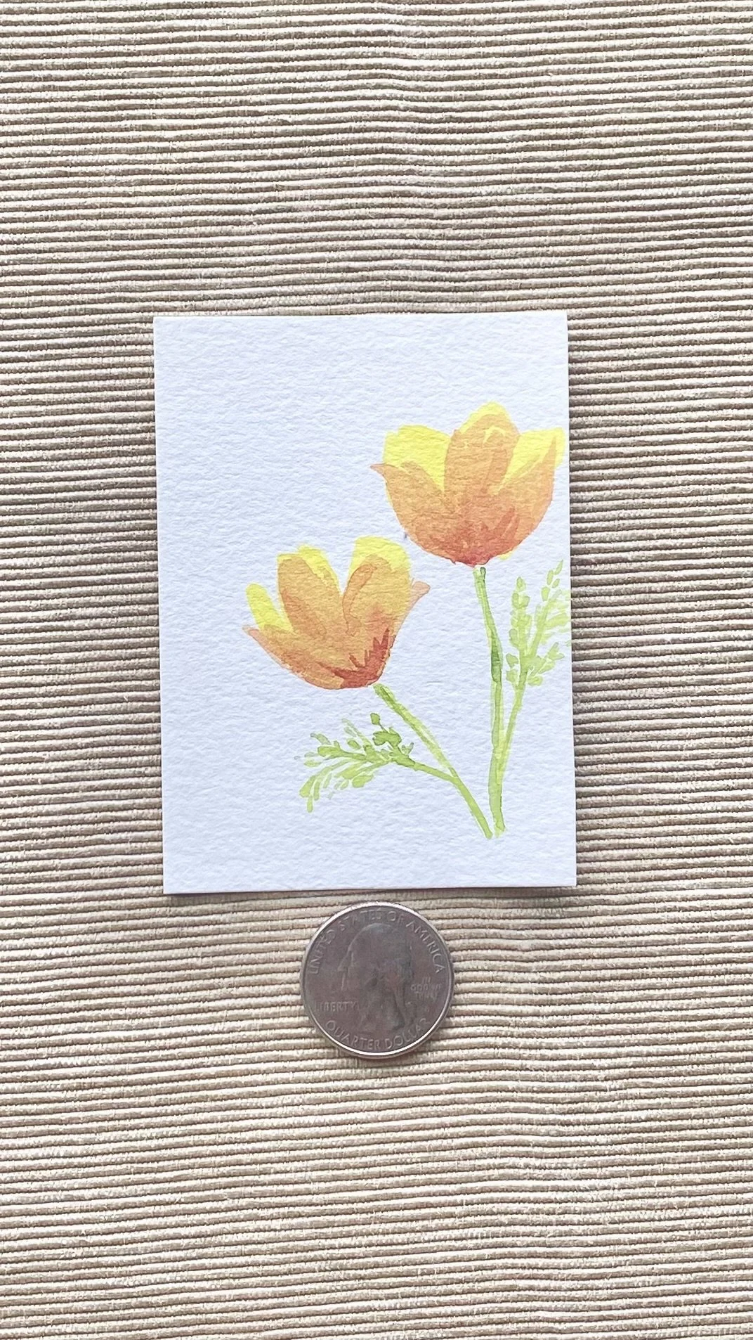 California Poppies