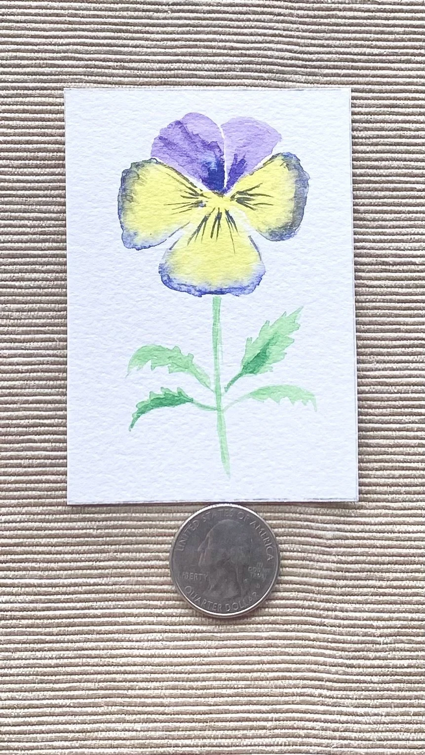Pansy