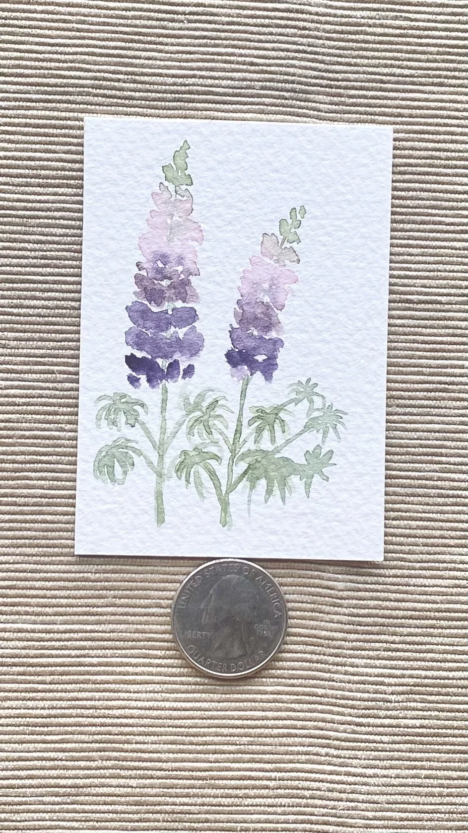 Lupine