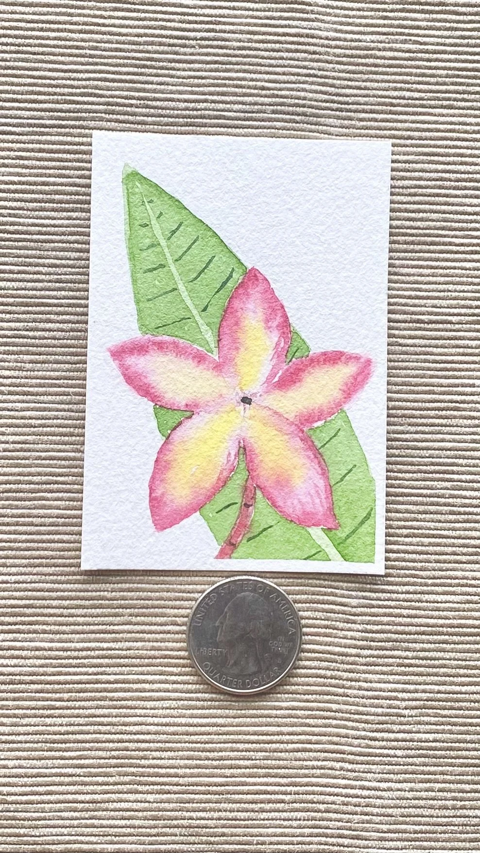 Frangipani