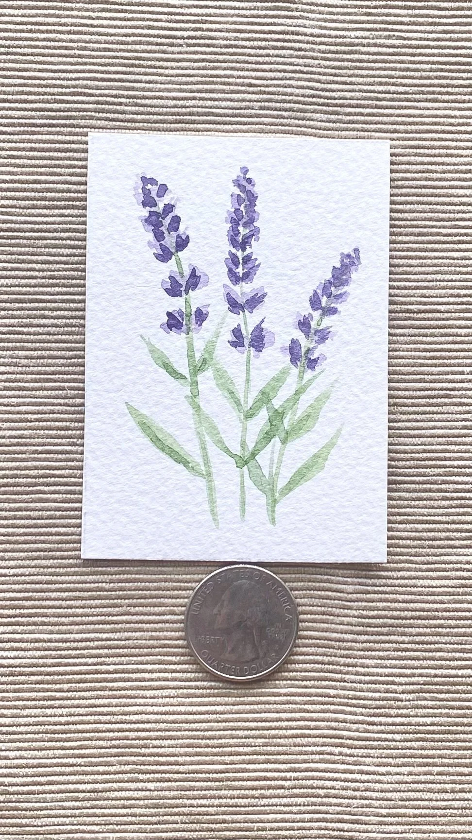 Lavender