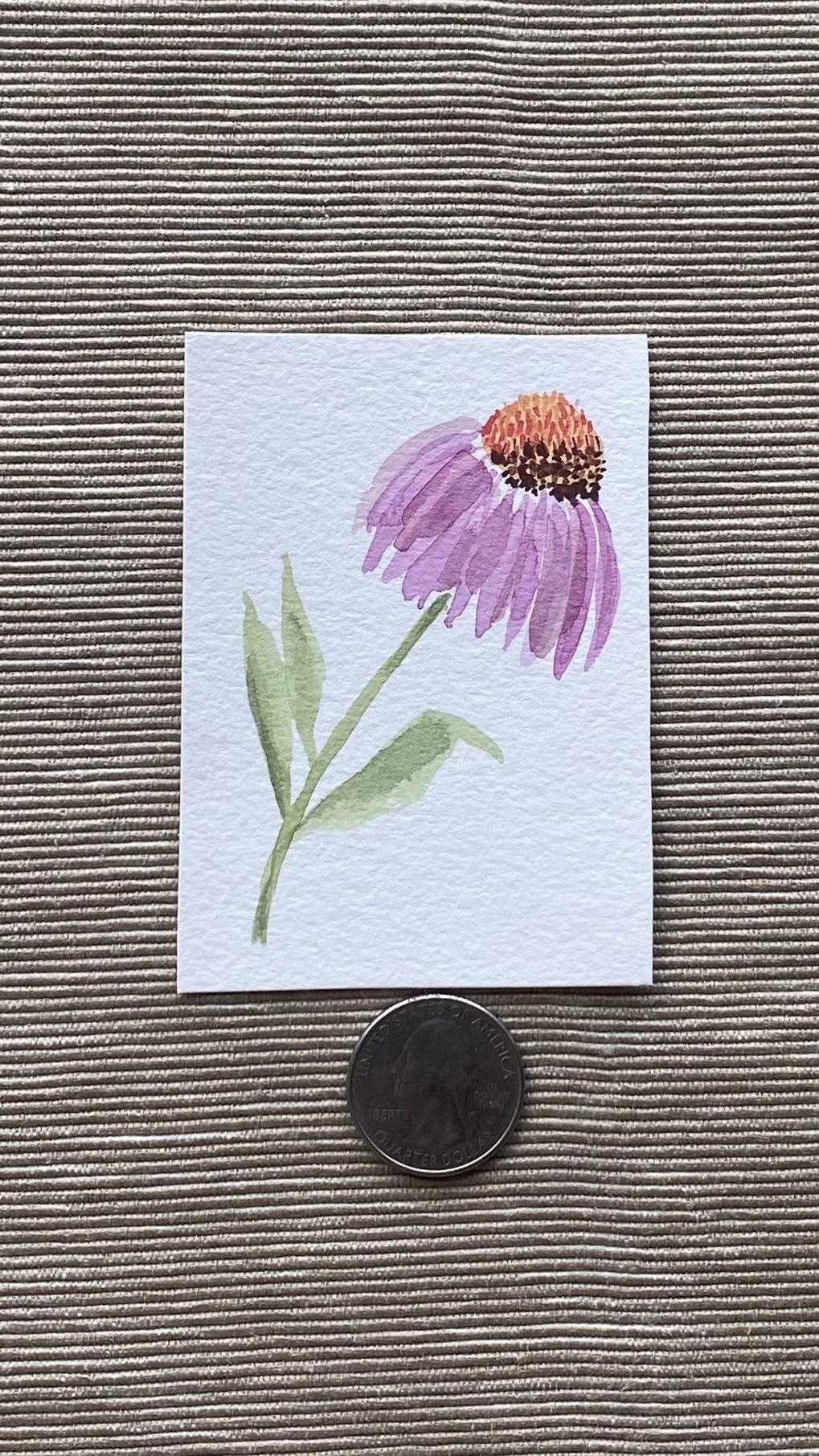 Coneflower