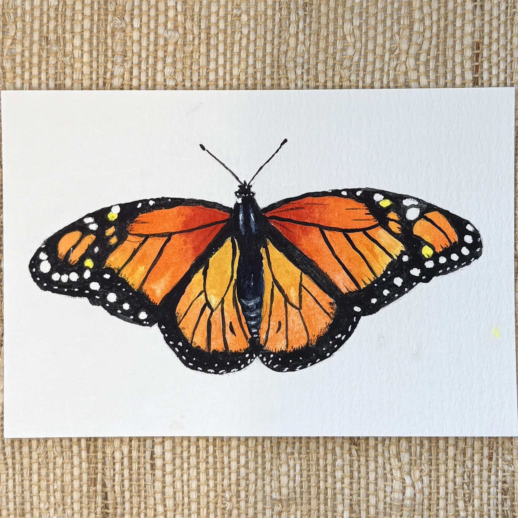 Monarch Butterfly