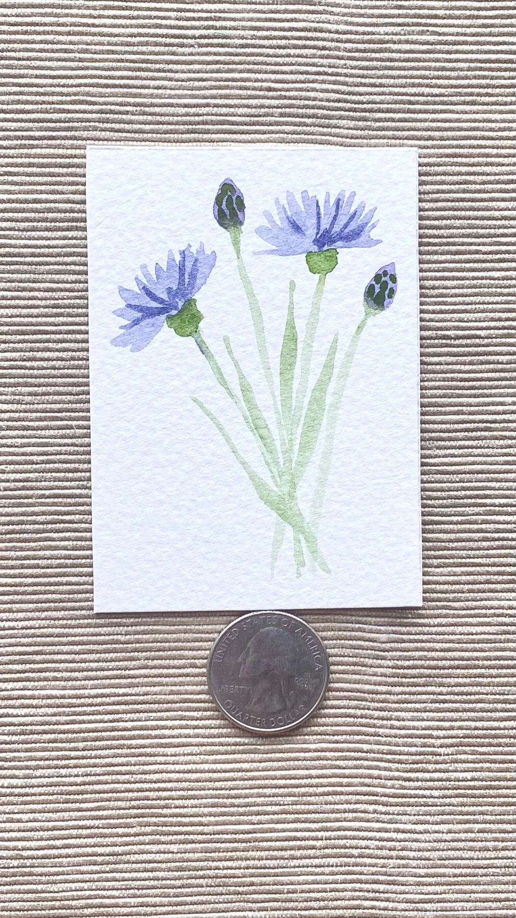 Cornflower