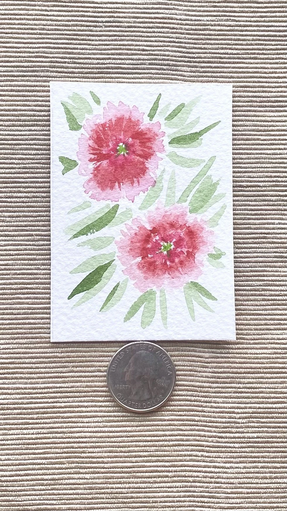 Dianthus