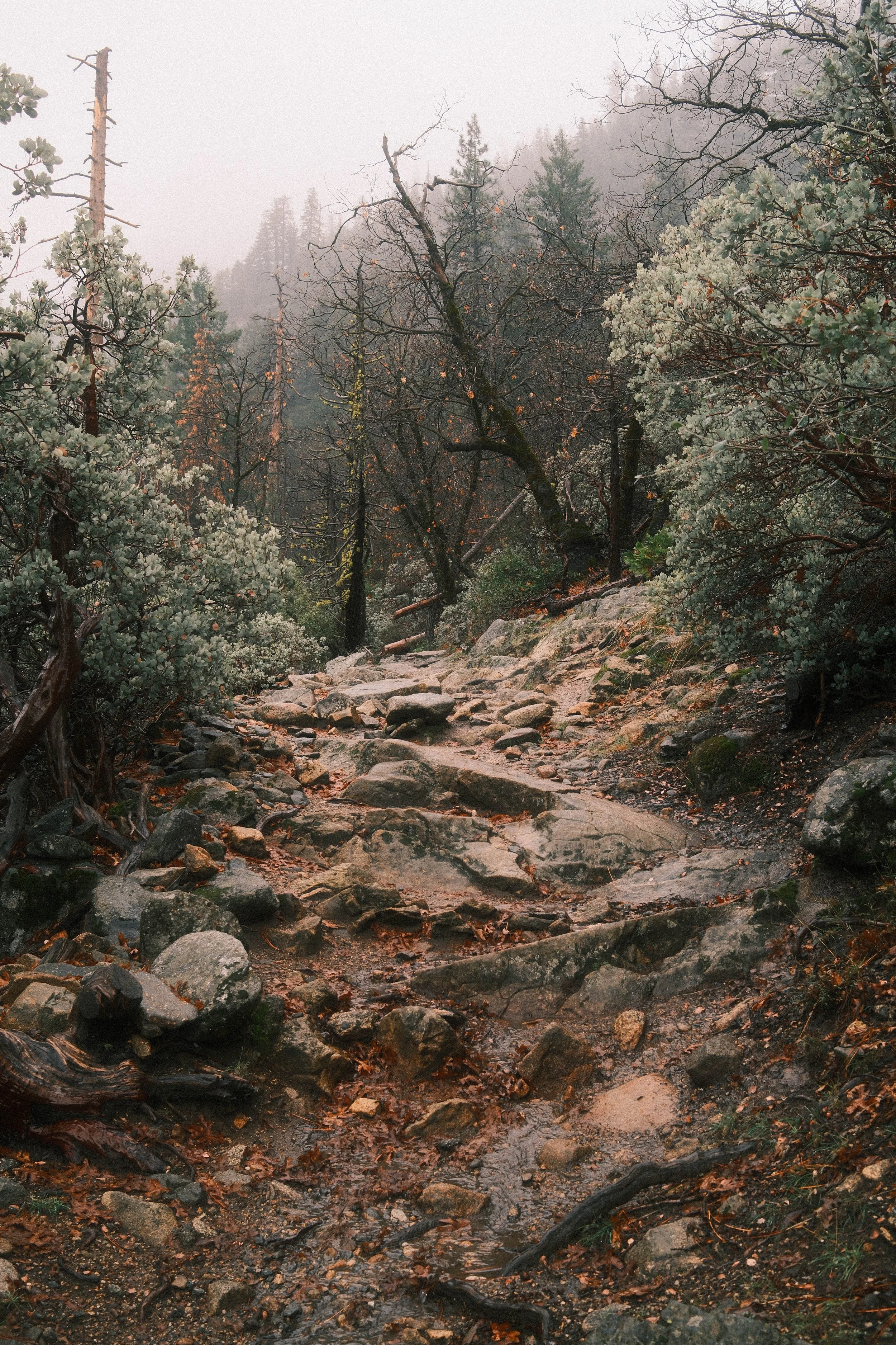 Yosemite — Fujifilm X100VI