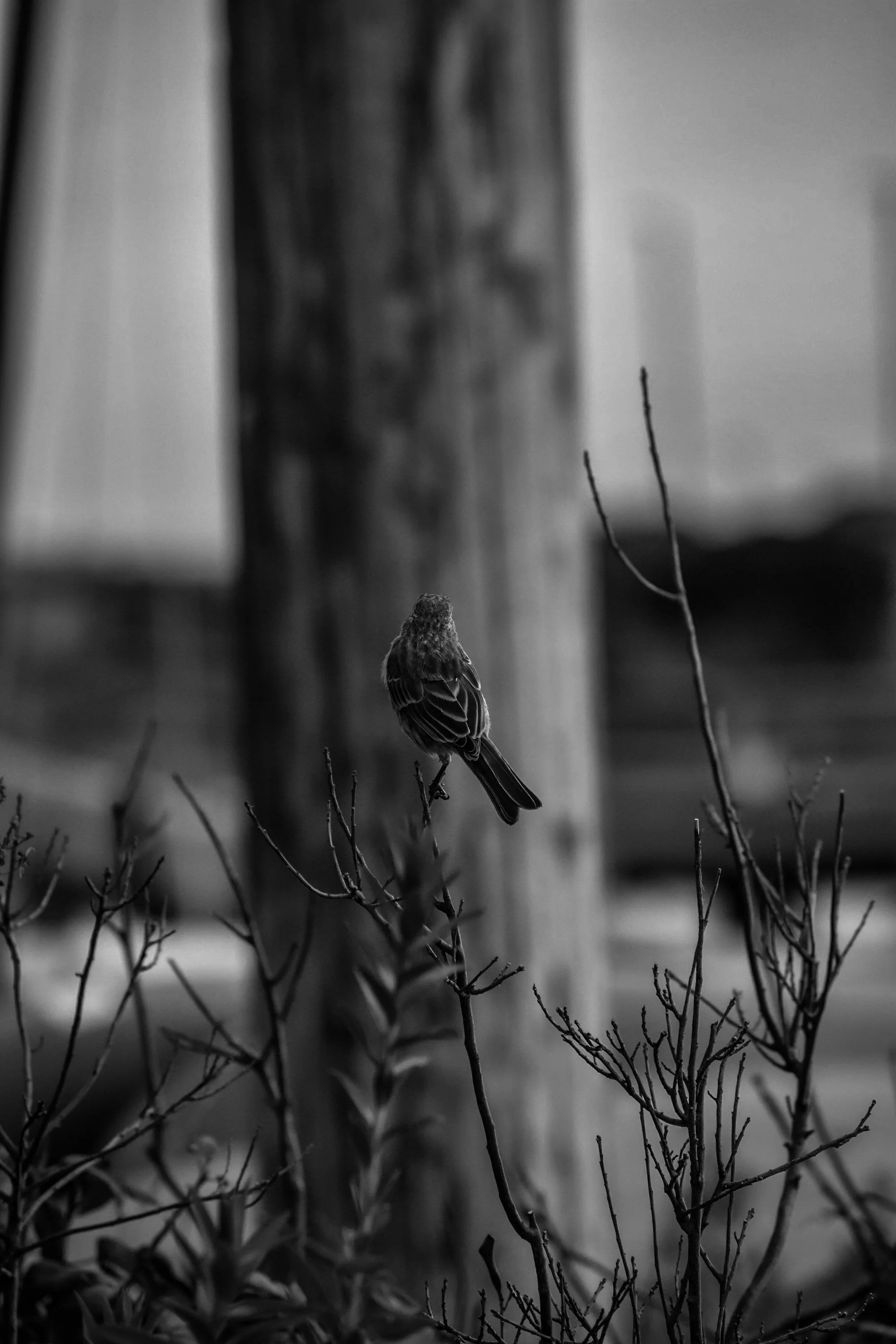 DSC_0157.jpg