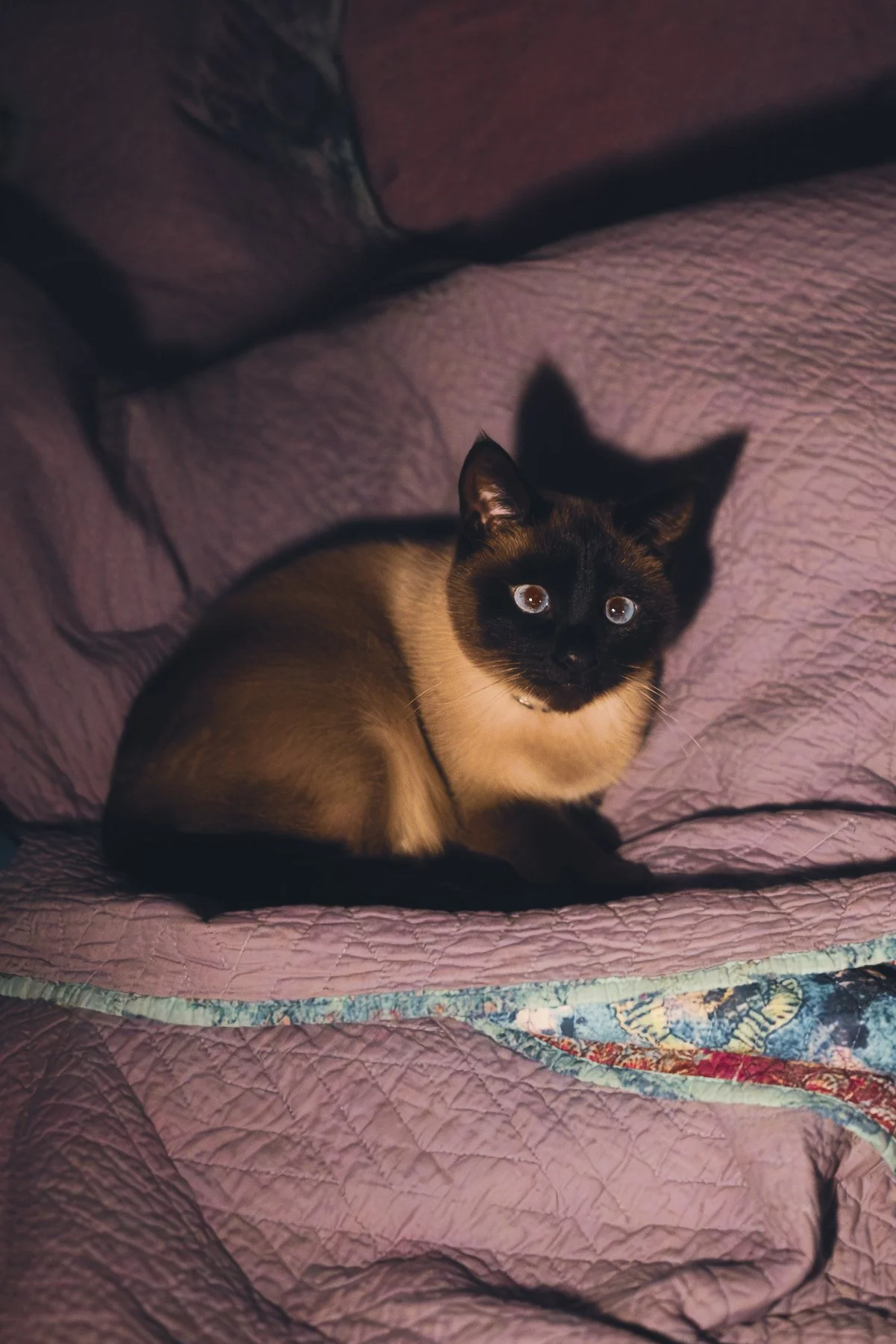A Siamese cat sitting on a purple quilted bed with matching pillows, looking up at the camera with blue eyes.