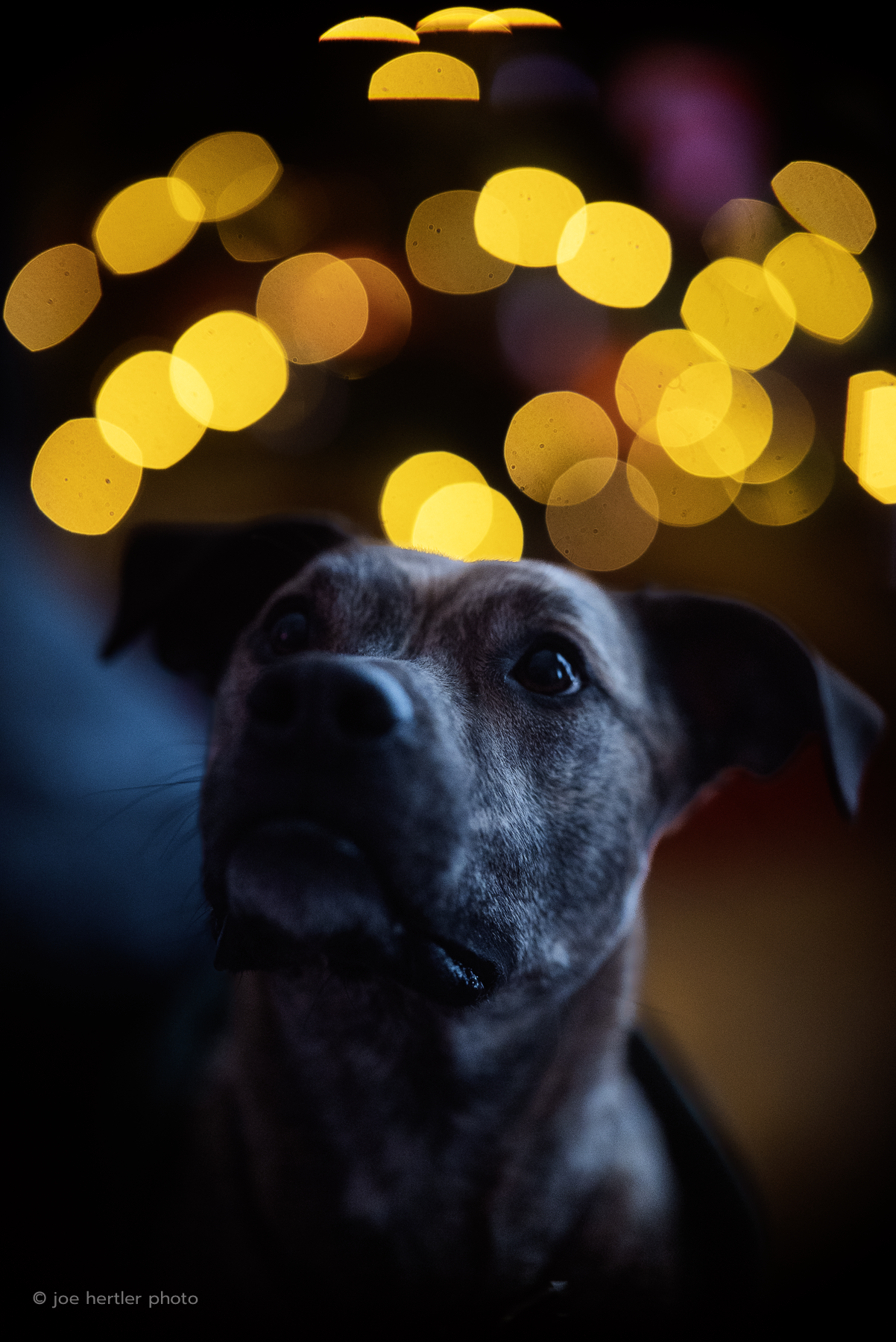 Close-up of a dog with a blurred background of yellow and purple bokeh lights.