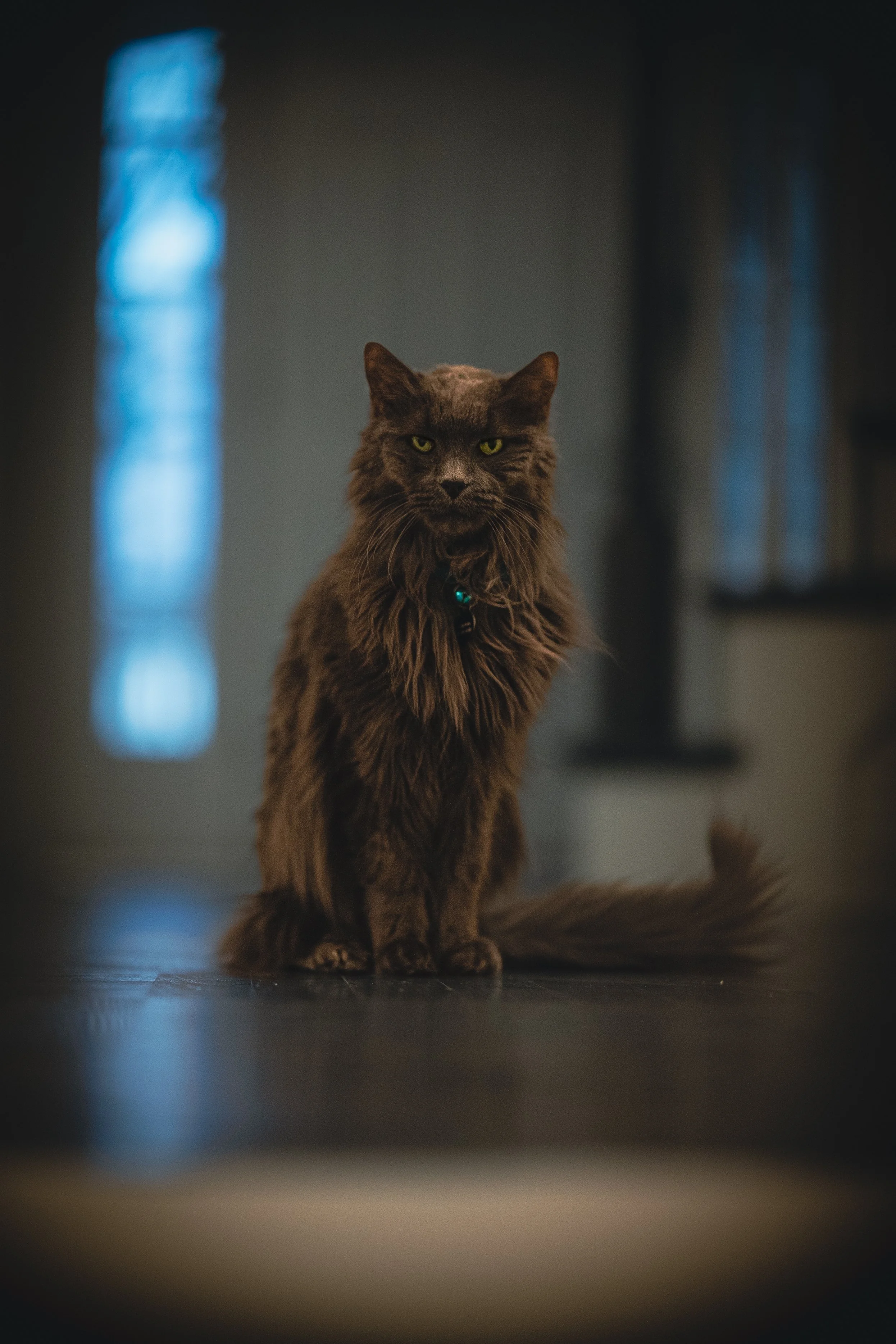 A long-haired black cat with yellow-green eyes sitting on a dark floor, looking directly at the camera with a serious expression, with a dimly lit background and partly visible windows.