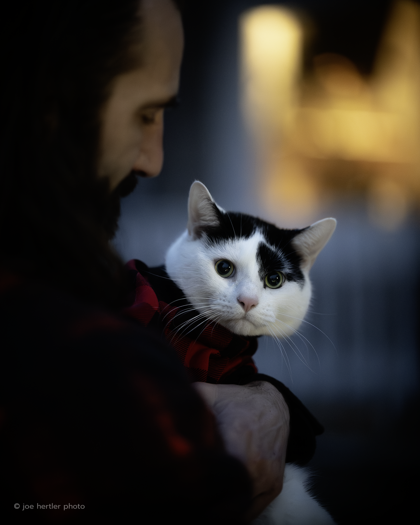 joehertler-pet-photographer-portrait-chubby-cat