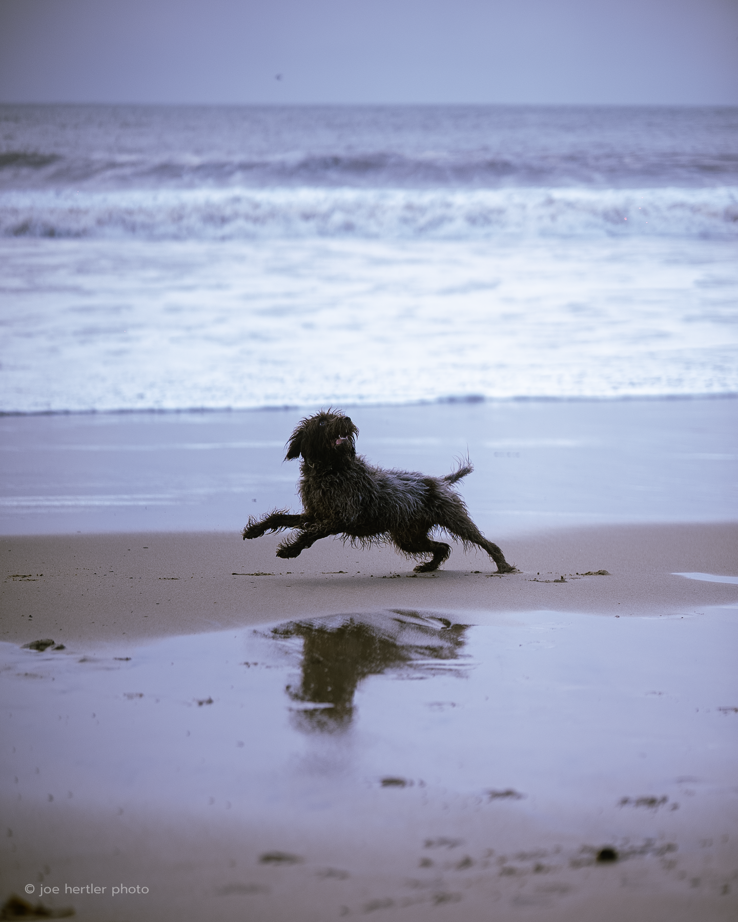 joehertler-pet-photographer-portrait-dog-running-on-beach