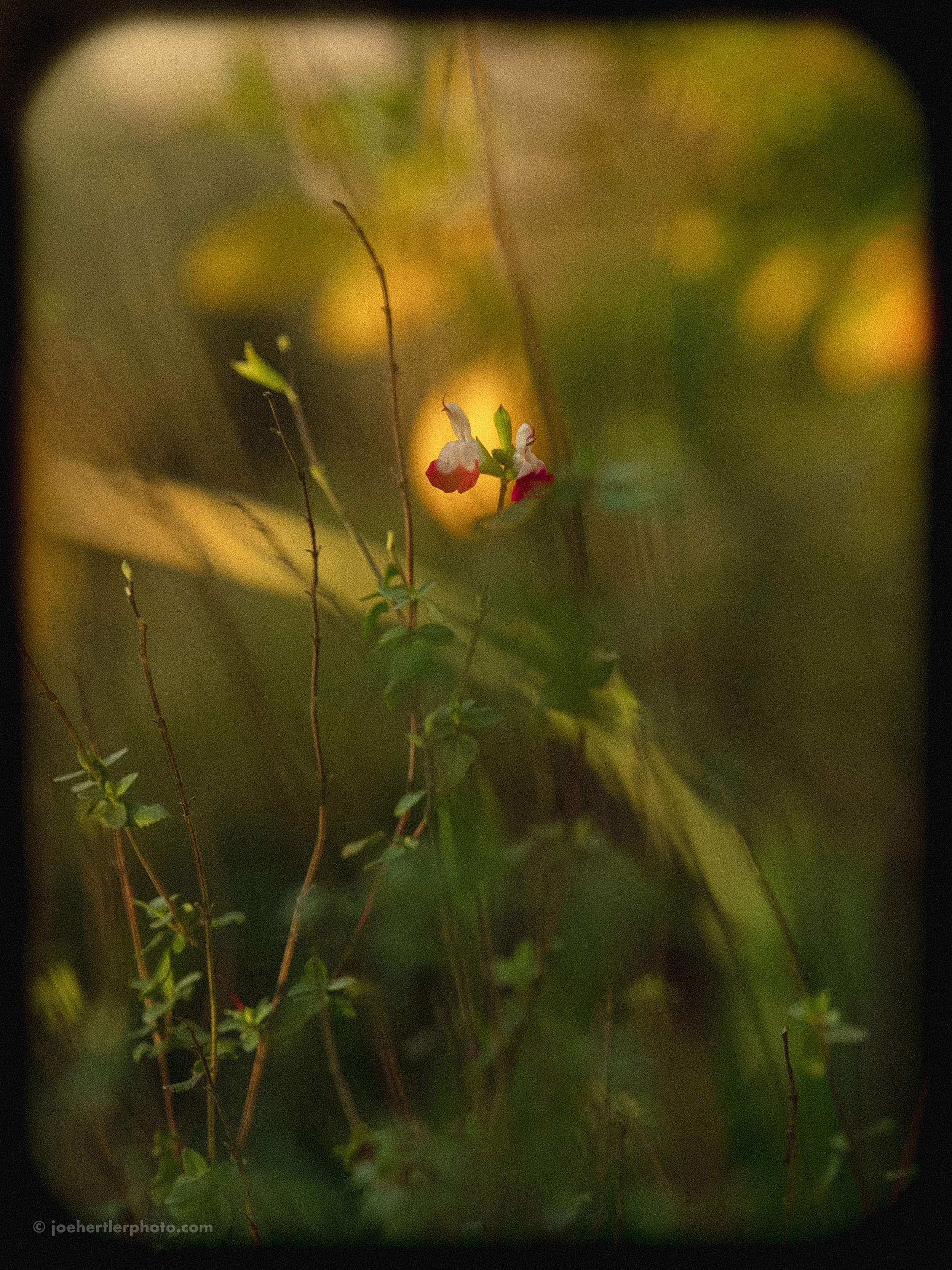 A close-up of a small flowering plant with white and red flowers, surrounded by green leaves and thin stems, with a blurred yellow and green background.