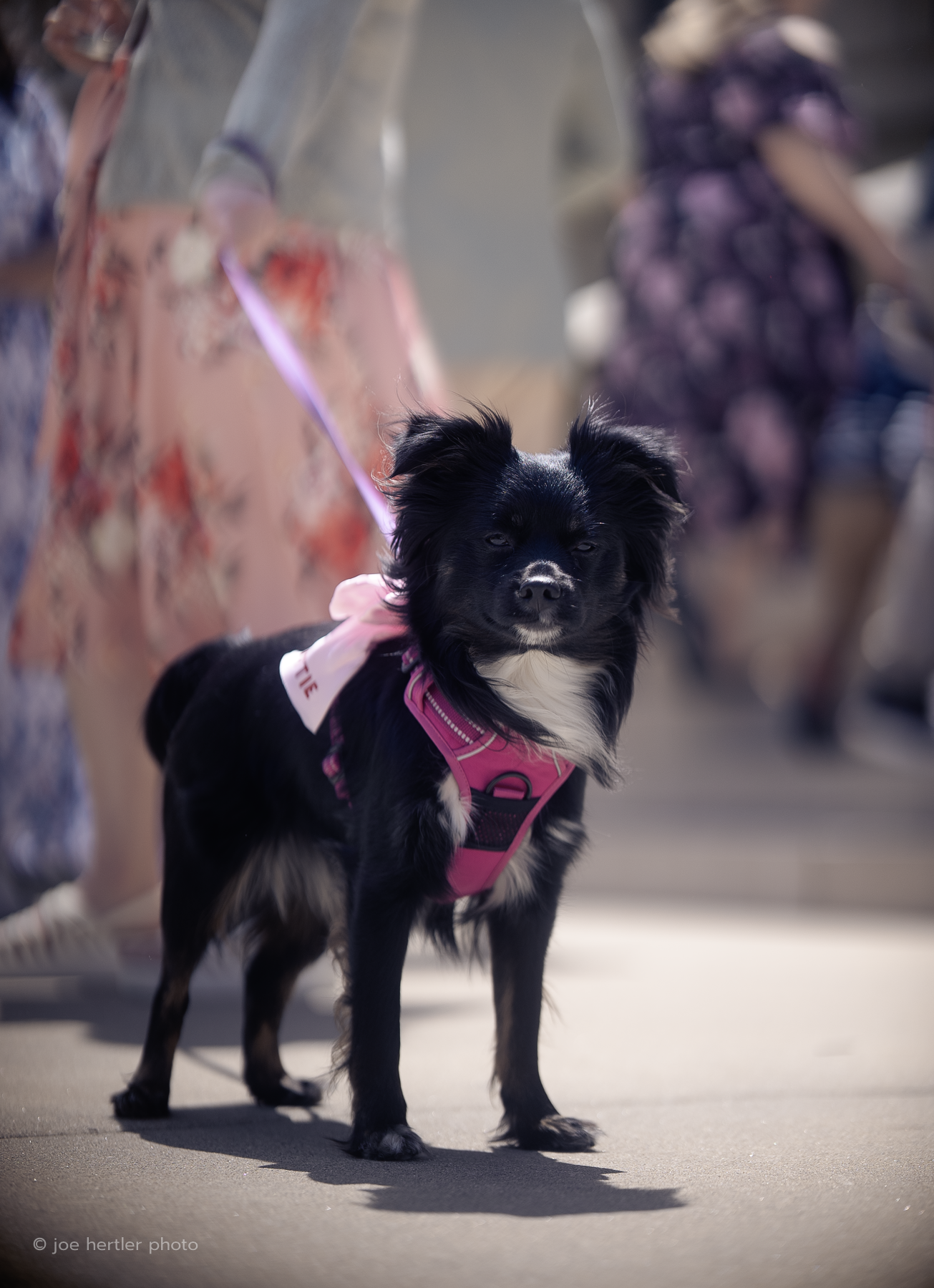 A small black and white dog wearing a pink harness and pink bow tie, standing on a sidewalk with people in the background.