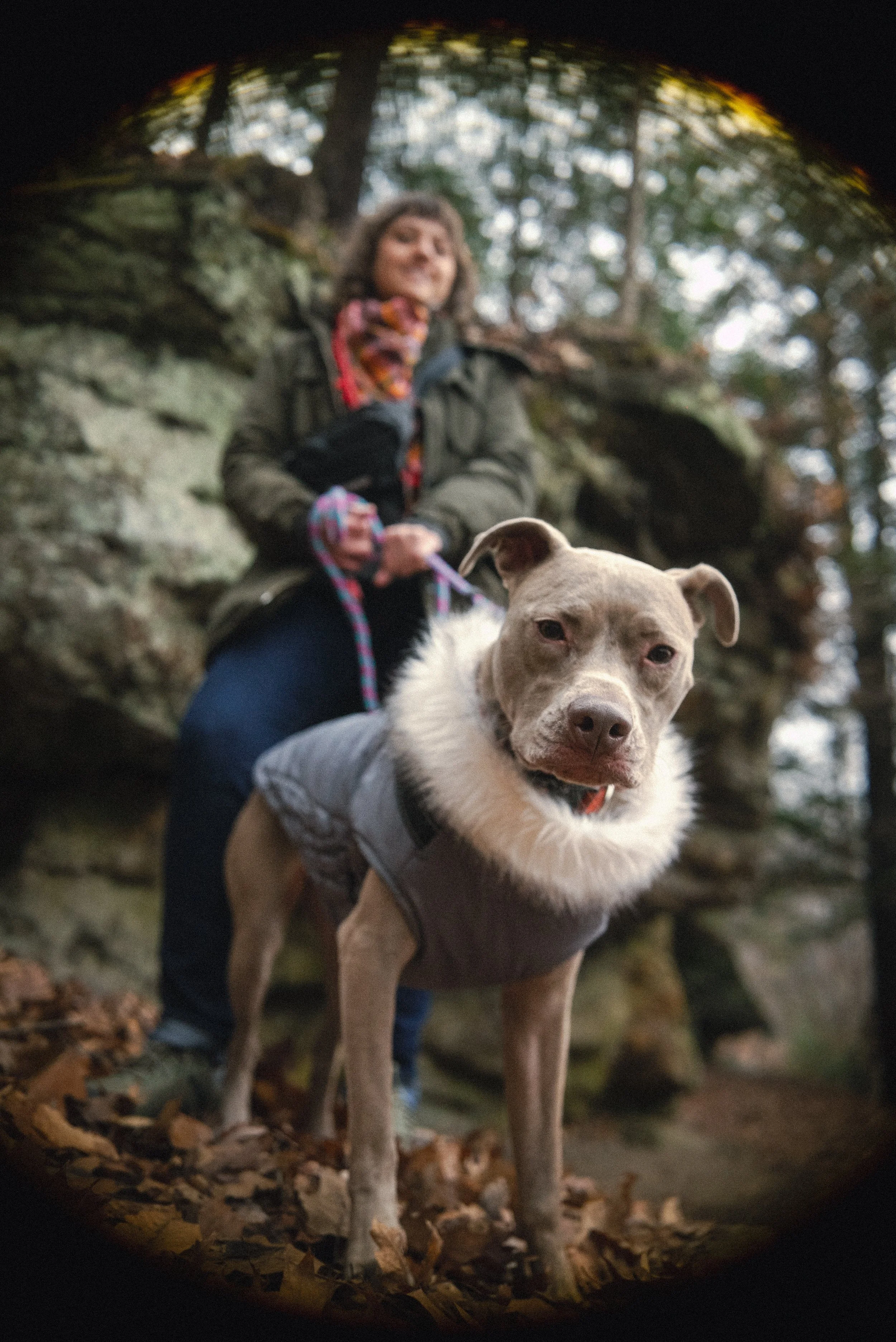 A woman hiking with her dog in a forest, with the dog in the foreground wearing a gray vest and the woman slightly blurred in the background near rocks and trees.