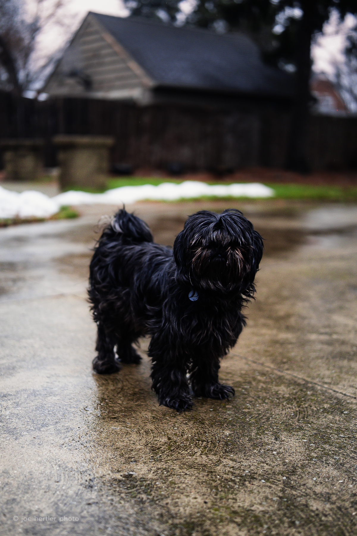 A small black dog with long, curly fur standing on a wet concrete surface outdoors, with a blurred background of a house, wooden fence, snow patches, and trees.