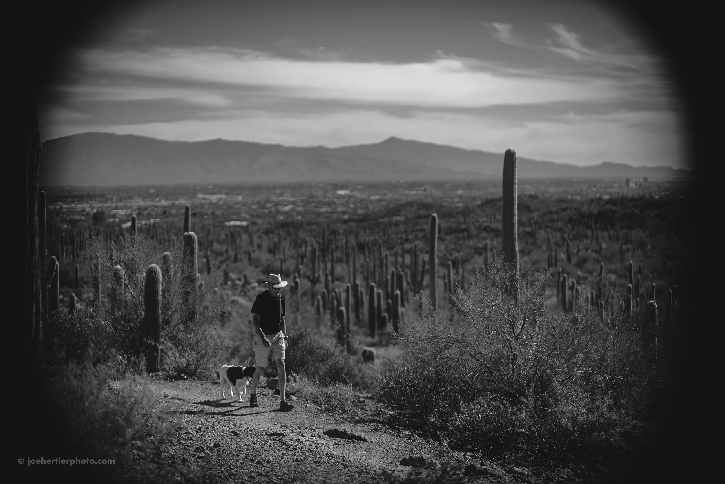 A person walking a dog on a desert trail with numerous cacti and mountains in the background.