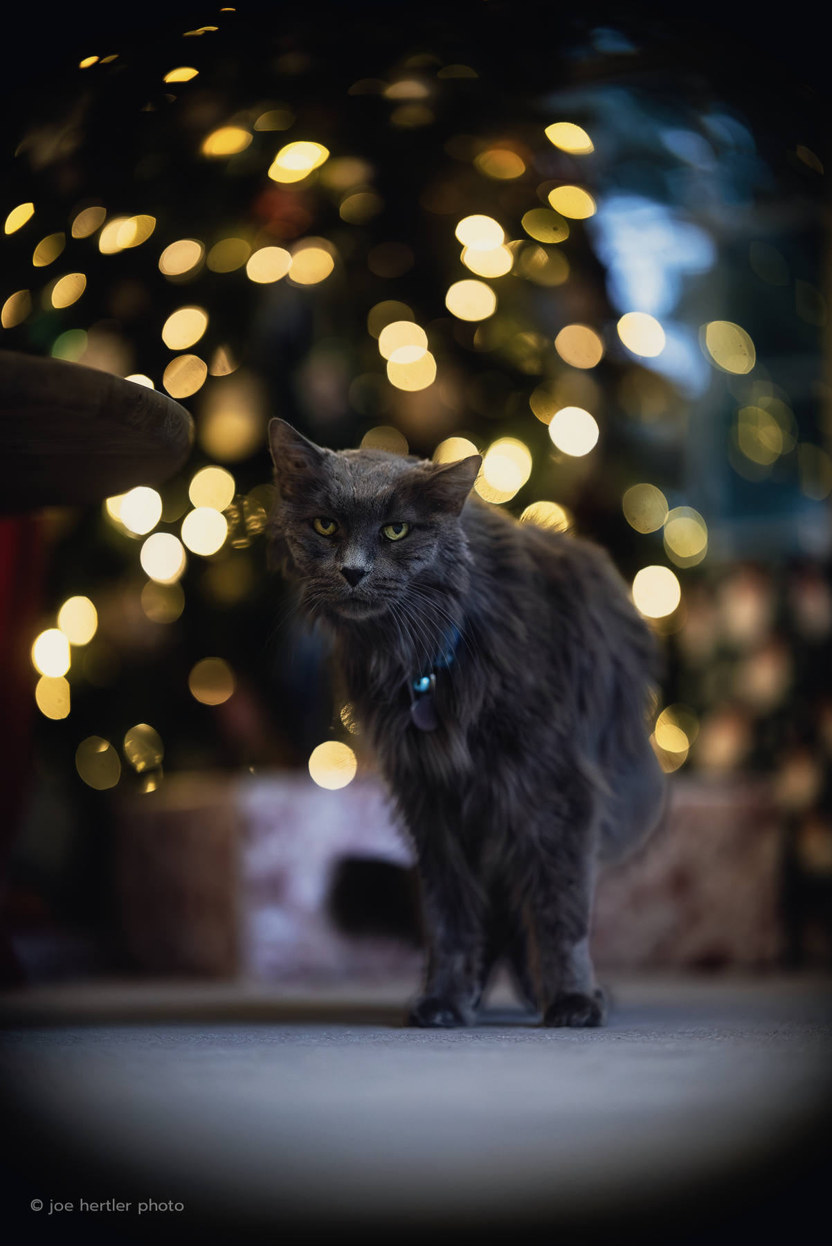 joehertler-pet-photographer-portrait-michigan-gray-cat