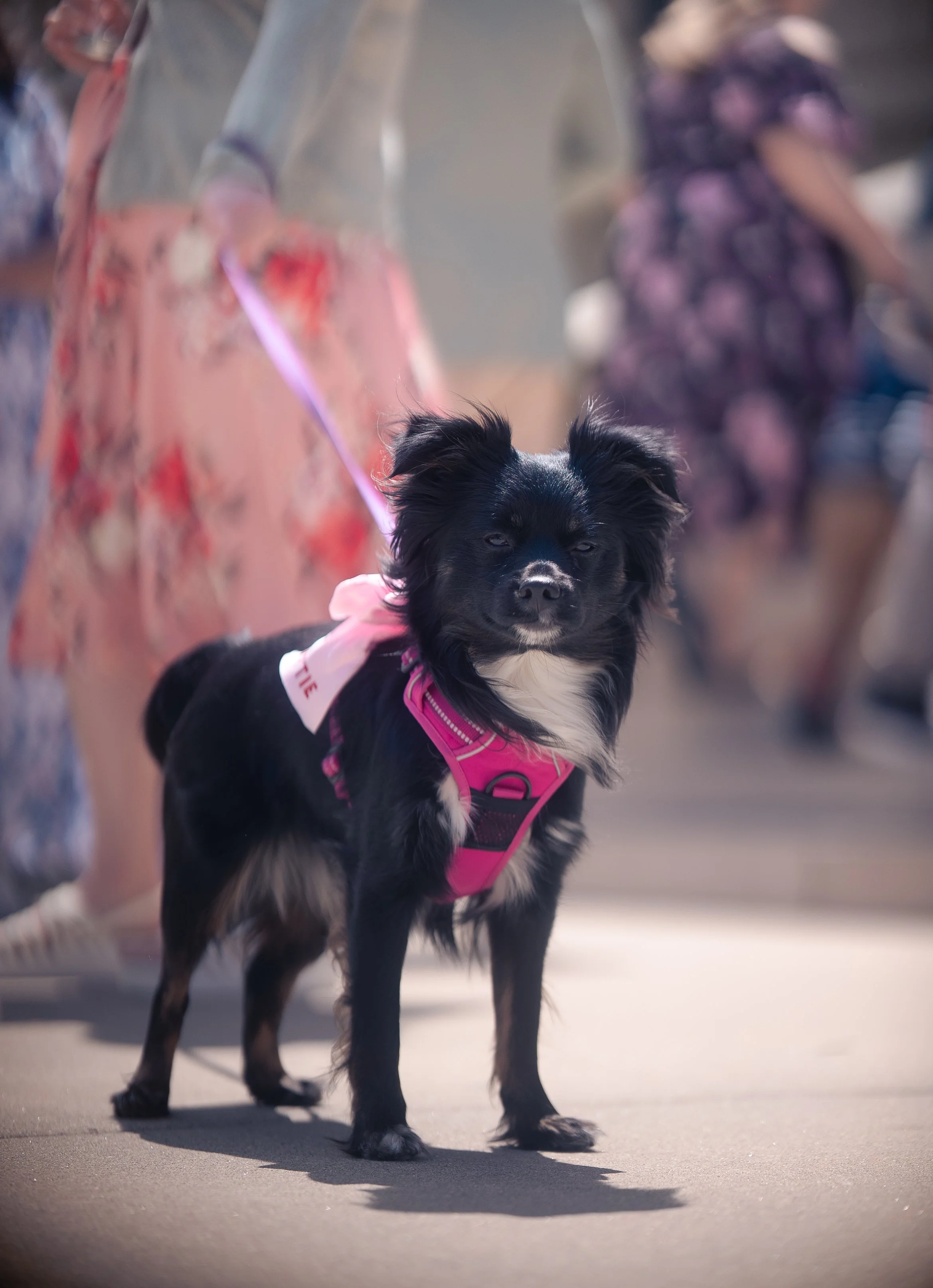 A small black dog with white markings on its chest and paws, wearing a pink harness and leash, standing on a sidewalk with people partially visible in the background.