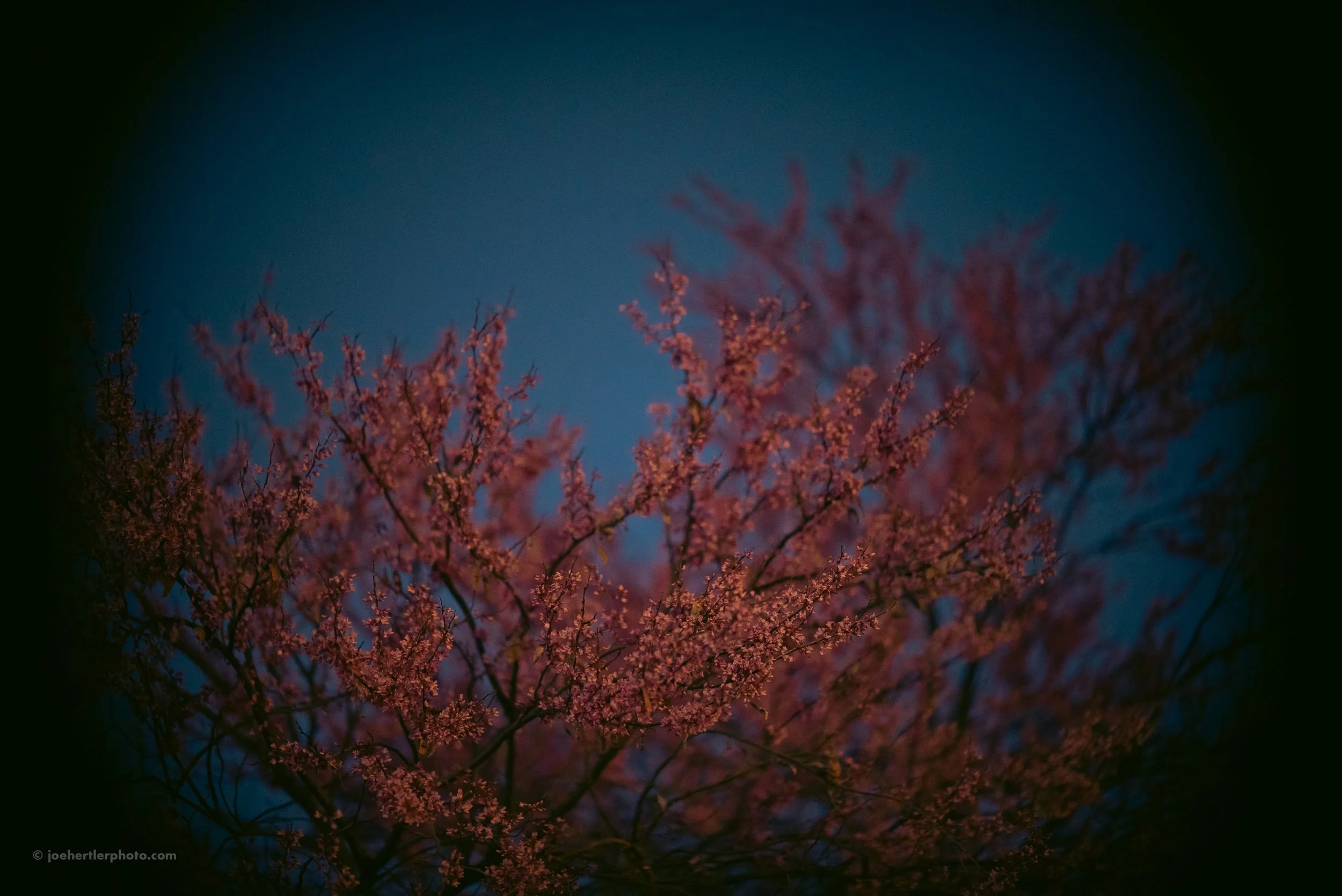 Pink cherry blossom tree against a blue sky, viewed through a circular lens or tunnel.