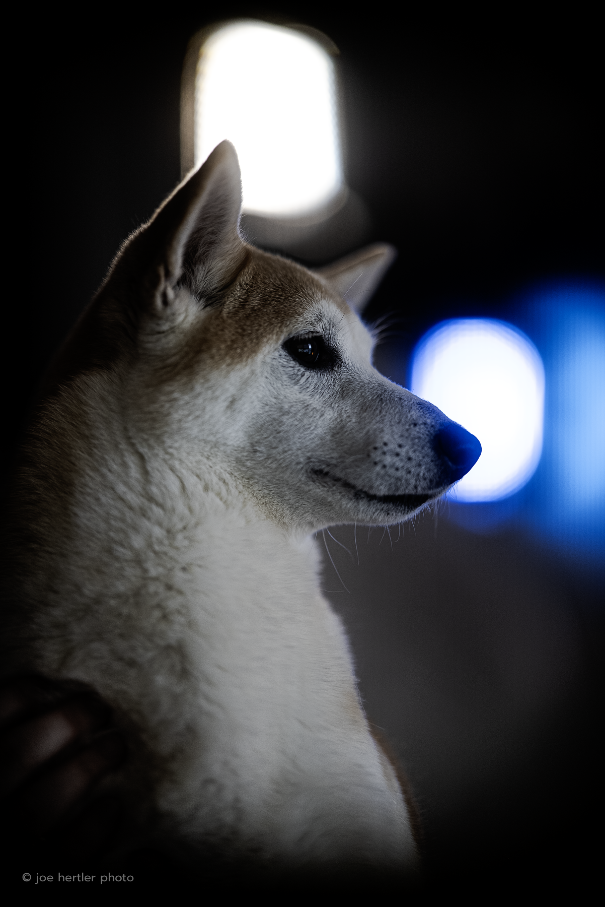 Close-up of a Siberian Husky dog in profile, sitting indoors near a small window with bright light, with a dark background.