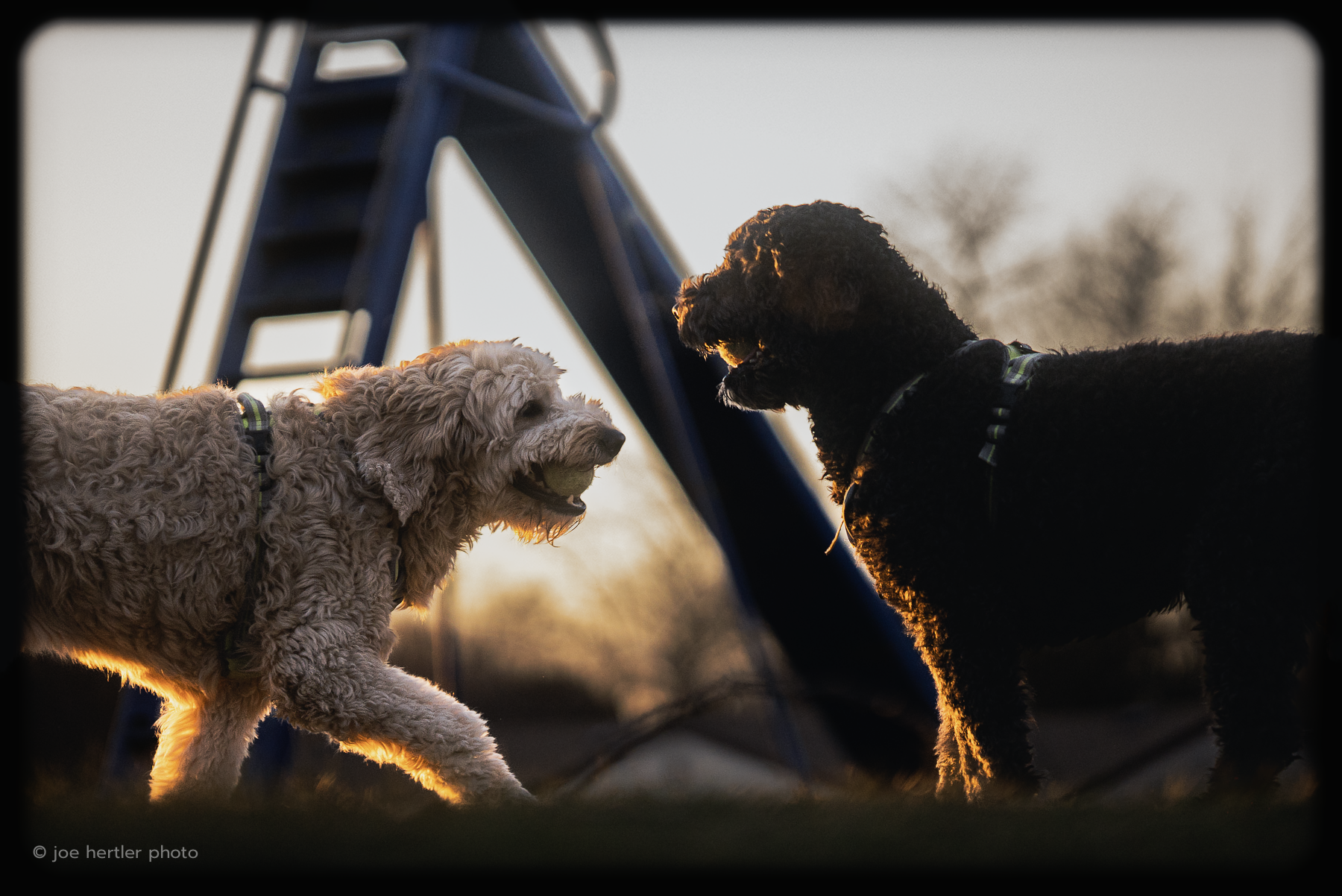 Two dogs playing outdoors during sunset, with a swing set in the background.