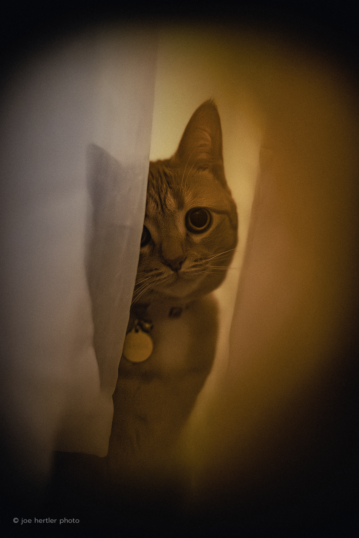 A curious orange tabby cat peeking through a small opening between two walls or curtains in a dimly lit room.