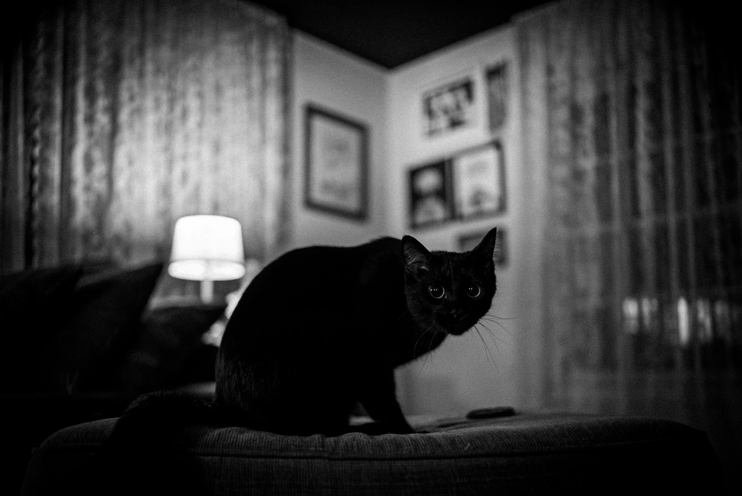 A black cat sitting on a padded surface in a dimly lit room, with a lamp and framed pictures on the wall behind it.