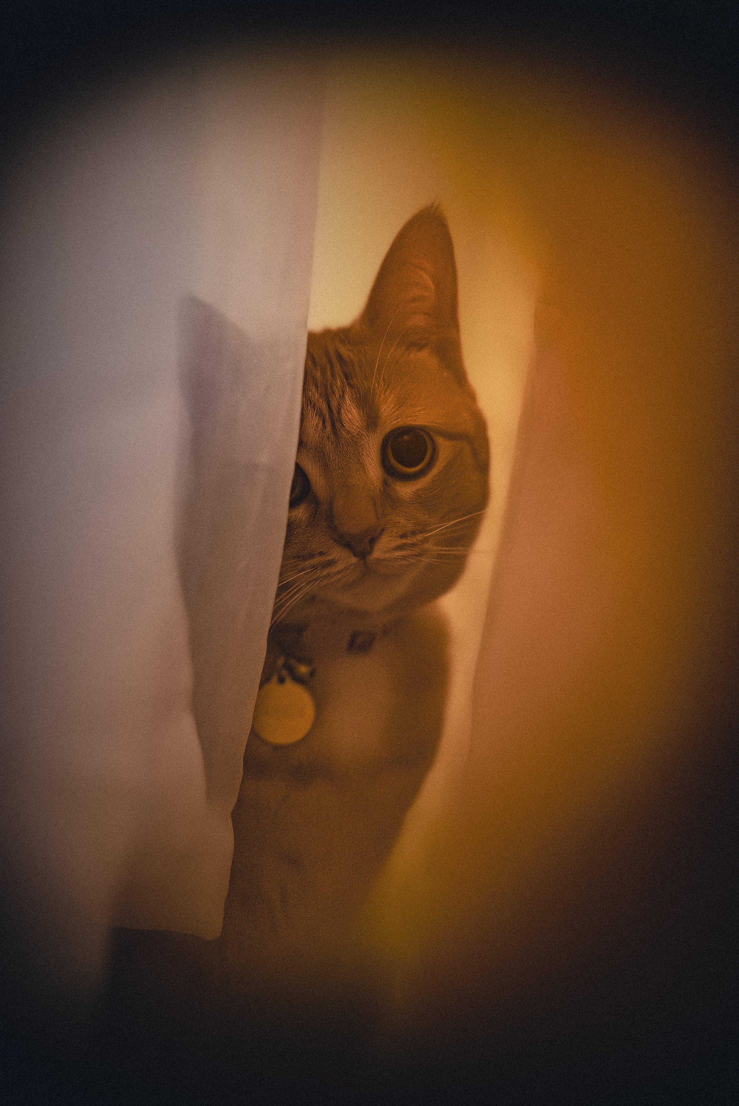 A curious tabby cat peeking around a corner with warm lighting.