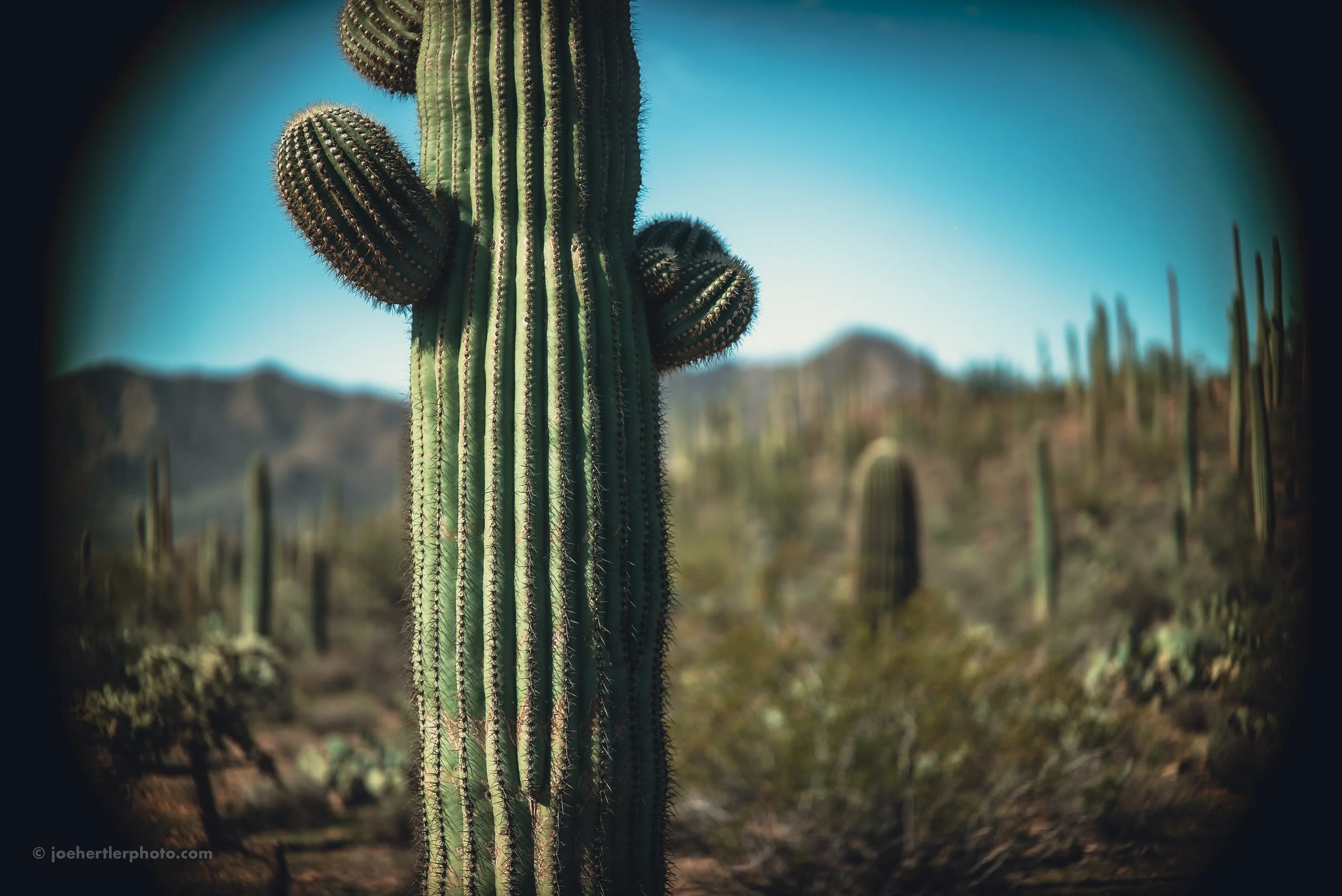 Close-up of a tall saguaro cactus in a desert landscape with other cacti and mountains in the background under a blue sky.