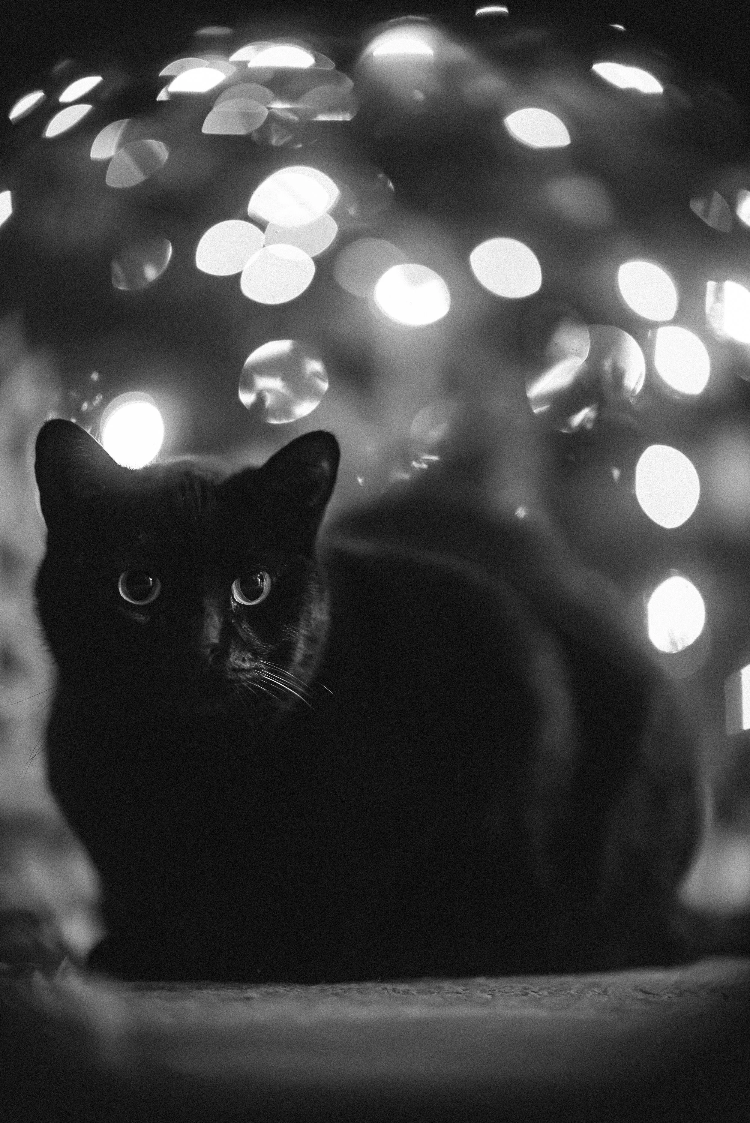 A black cat lying on the floor with a background of blurred circular lights.
