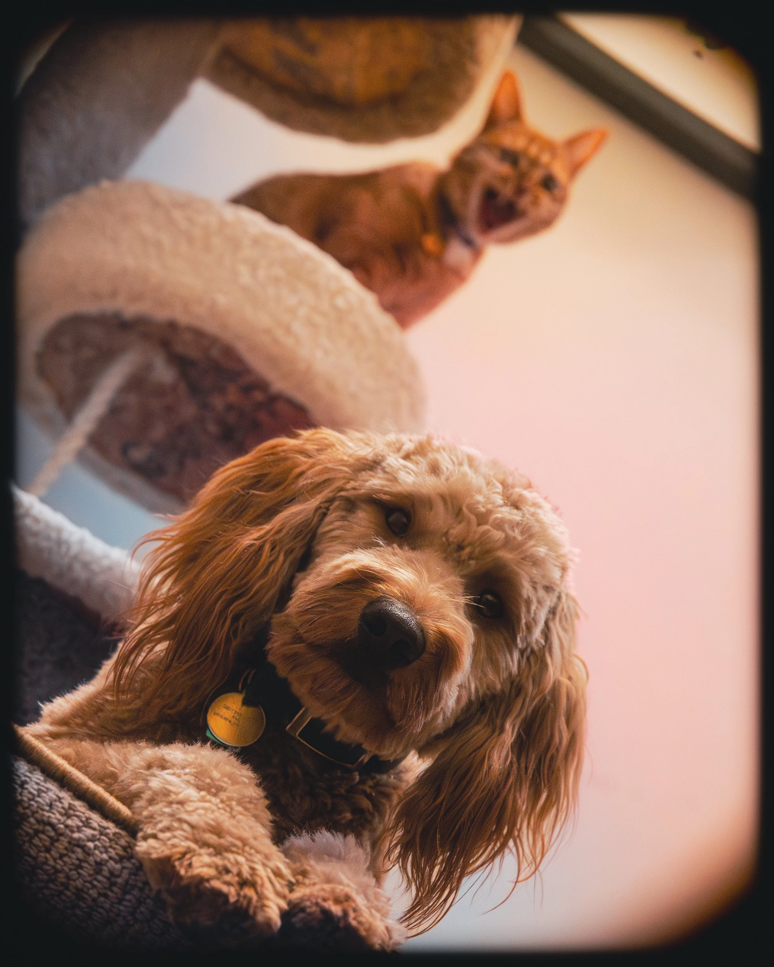 A golden-colored dog with long, wavy ears resting on a soft surface, looking at the camera. In the background, there are two cats; one orange tabby on a multi-level cat tree with a surprised or curious expression, and another darker-colored cat on th