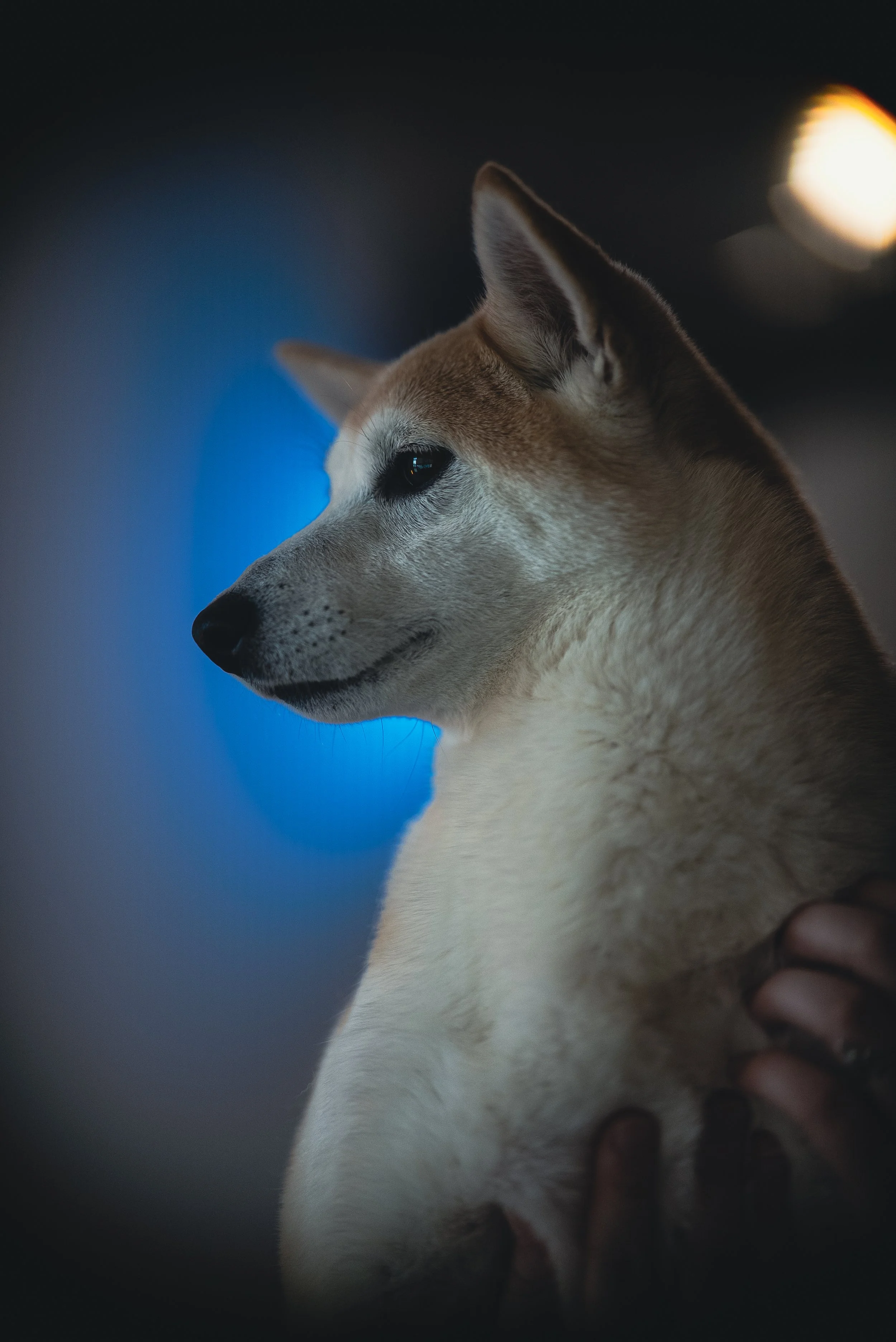 Close-up of a Siberian Husky dog indoors, with a blurred background and a person's hand gently holding its neck.
