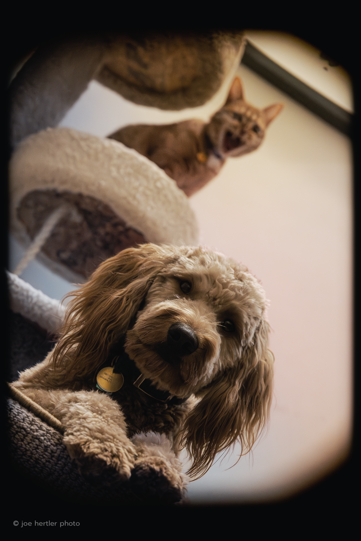 A dog with long floppy ears and a curly coat lying down, looking at the camera, with a cat on a round carpeted platform in the background.
