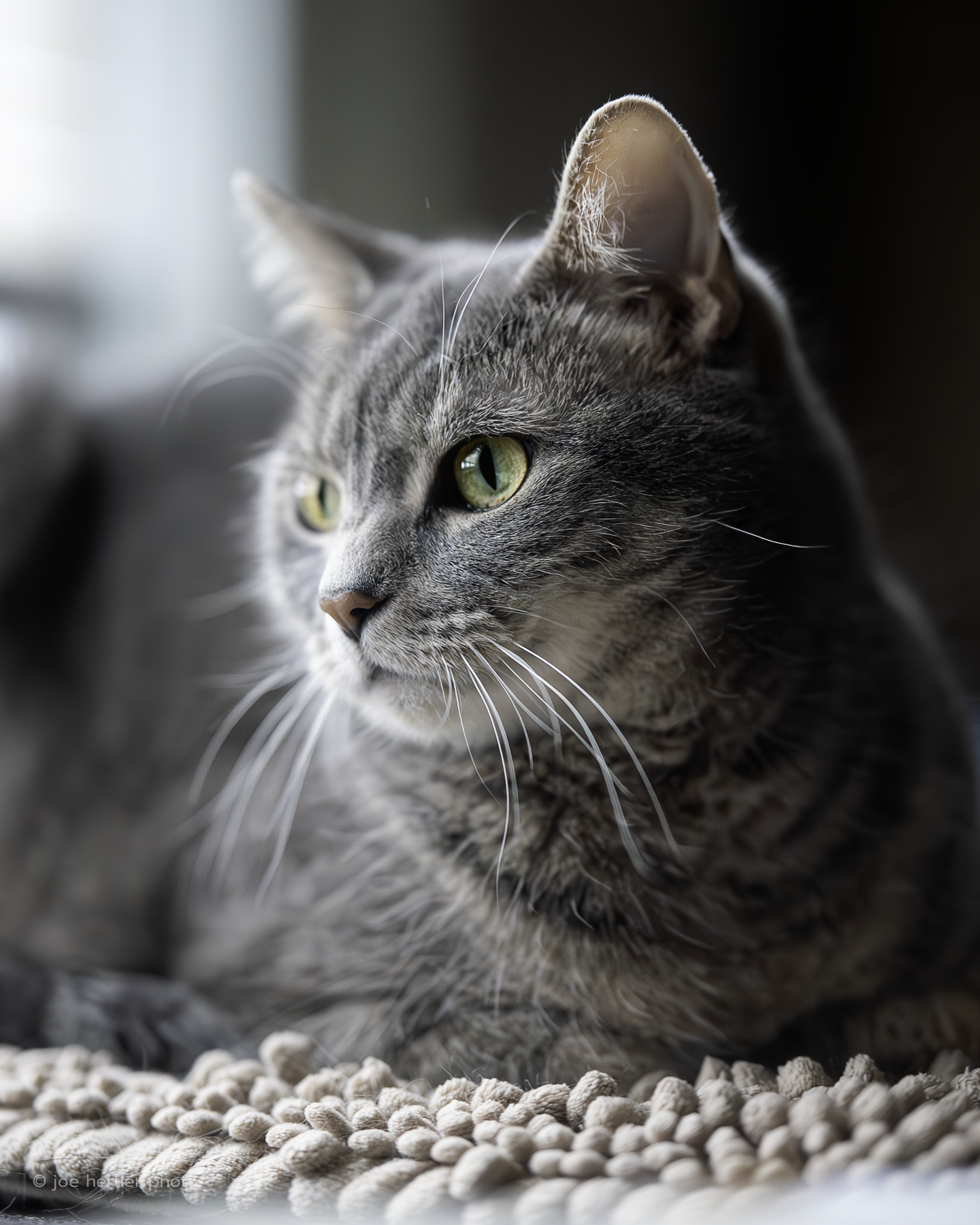 joehertler-pet-photographer-portrait-tabby-cat-gray-tabby