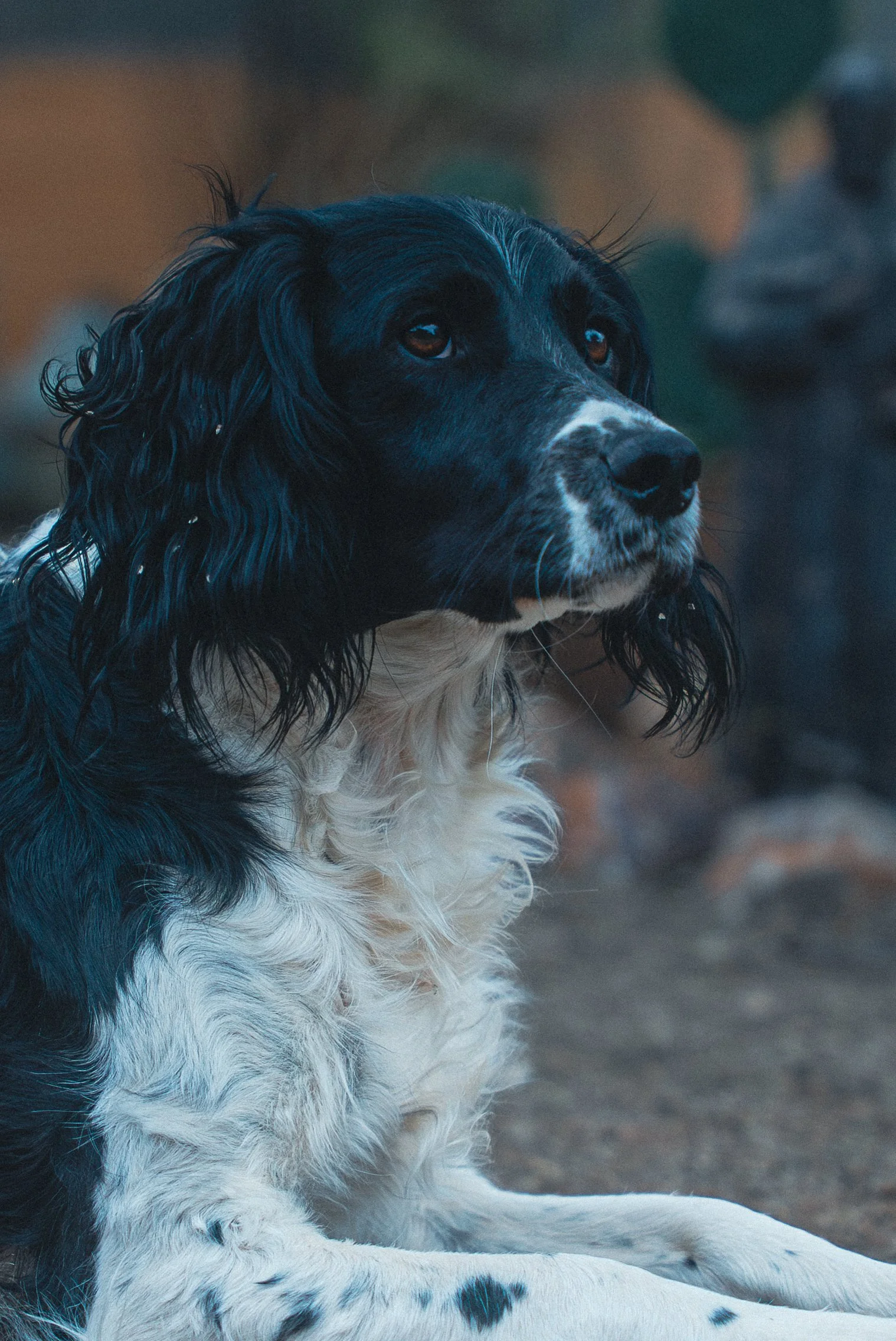 A black and white dog with long, wavy ears, sitting outdoors with a blurred background.