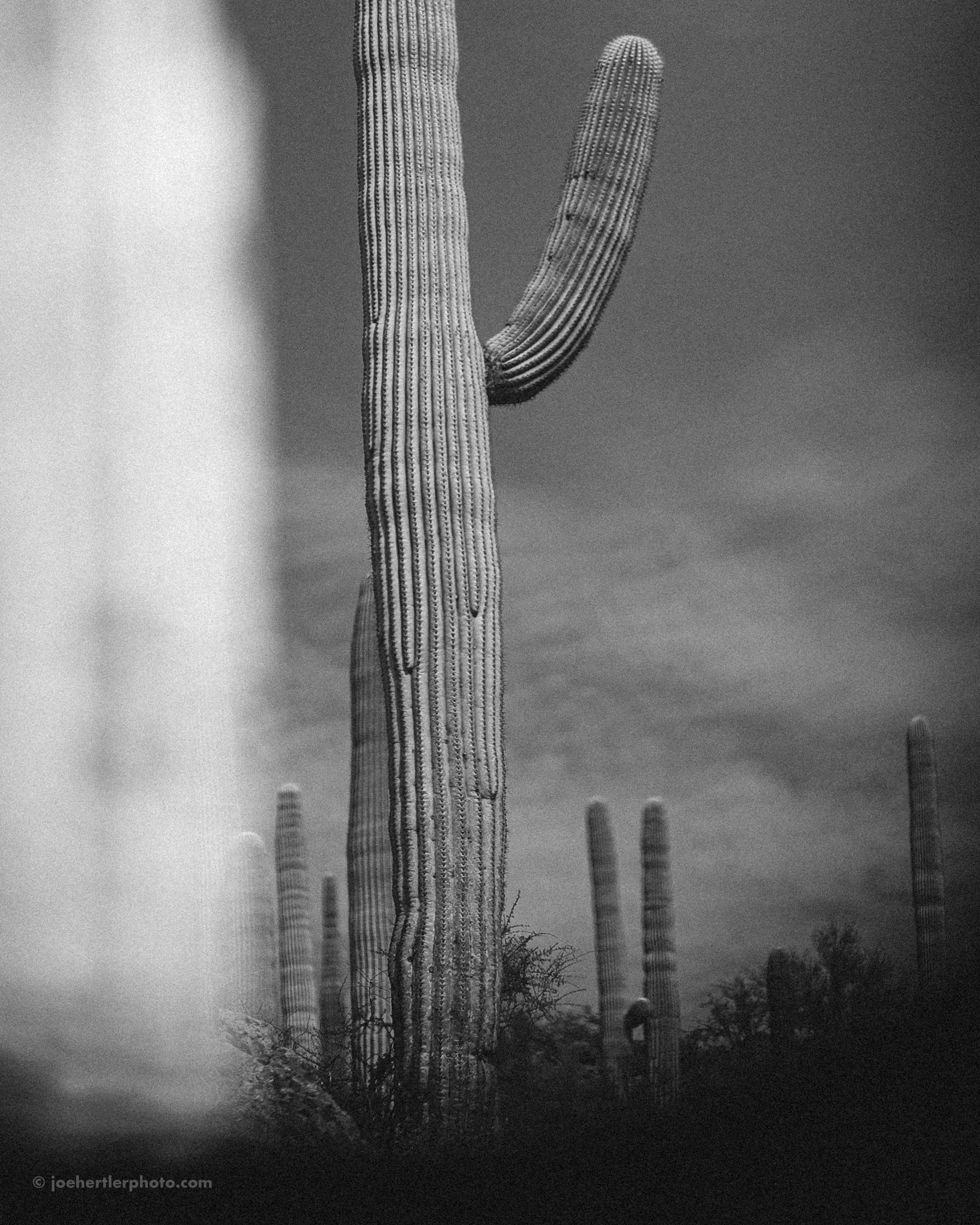 Black and white photo of tall saguaro cacti in desert landscape with cloudy sky.