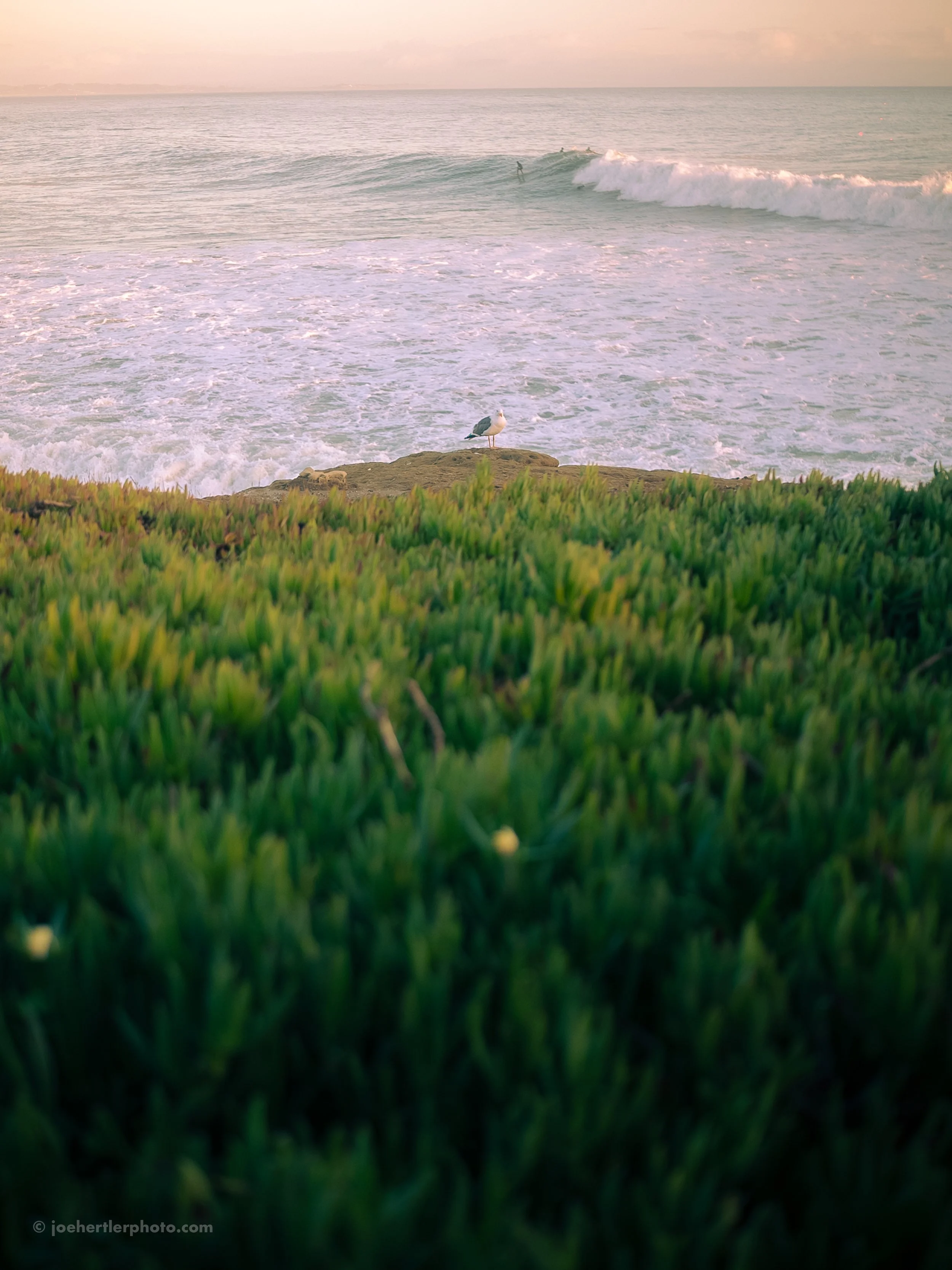 Seaside view with green grass in foreground, a seagull standing on a rock, and waves with surfers in the background at sunset.