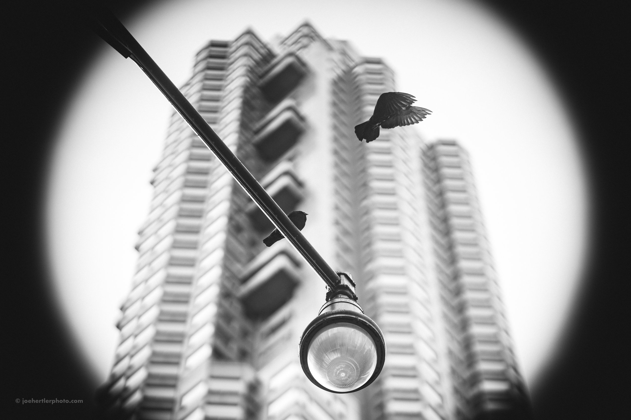 Black and white photo of a streetlamp with a modern high-rise building in the background, and two birds flying nearby.