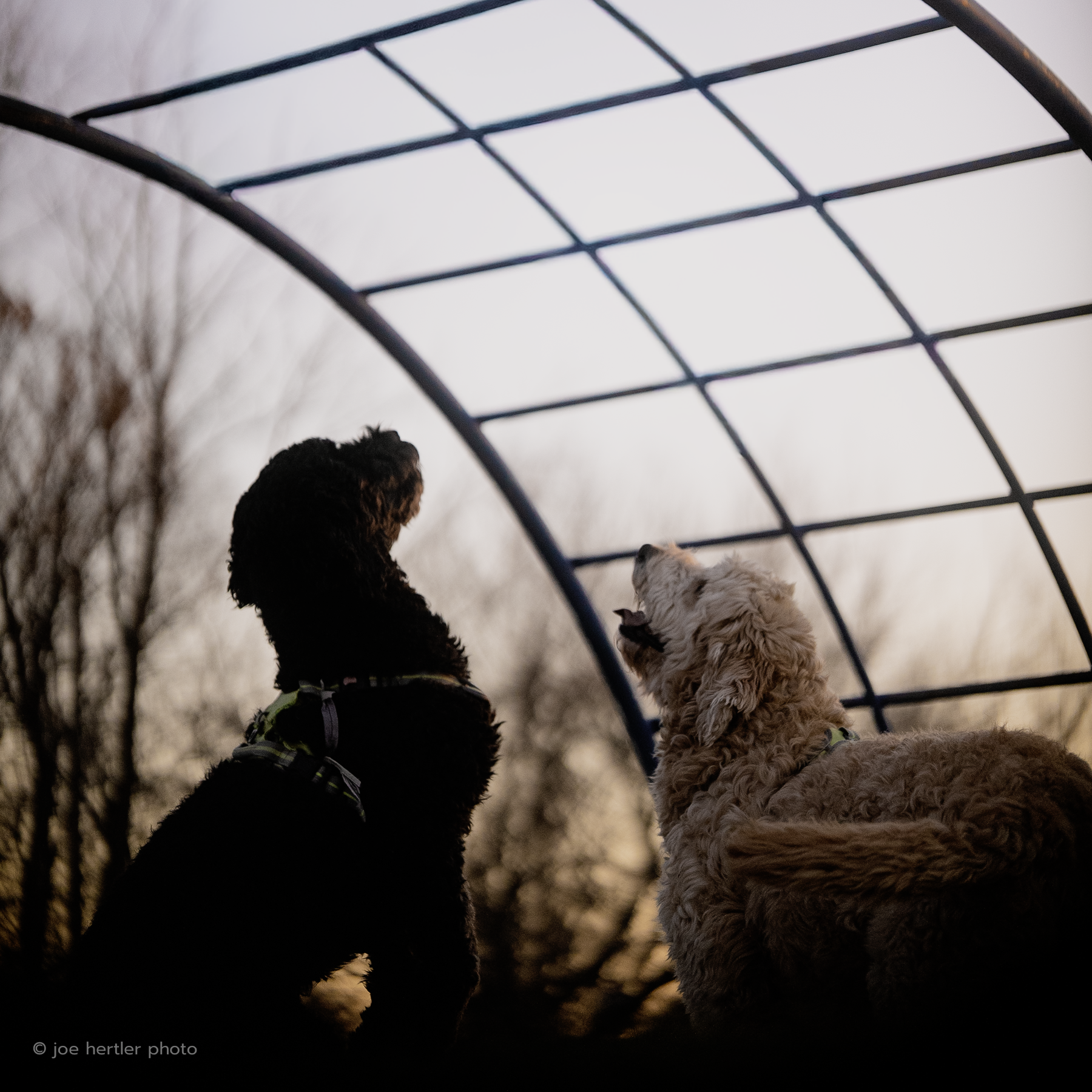 Two dogs sitting under a metal arch at sunset, with bare trees in the background.