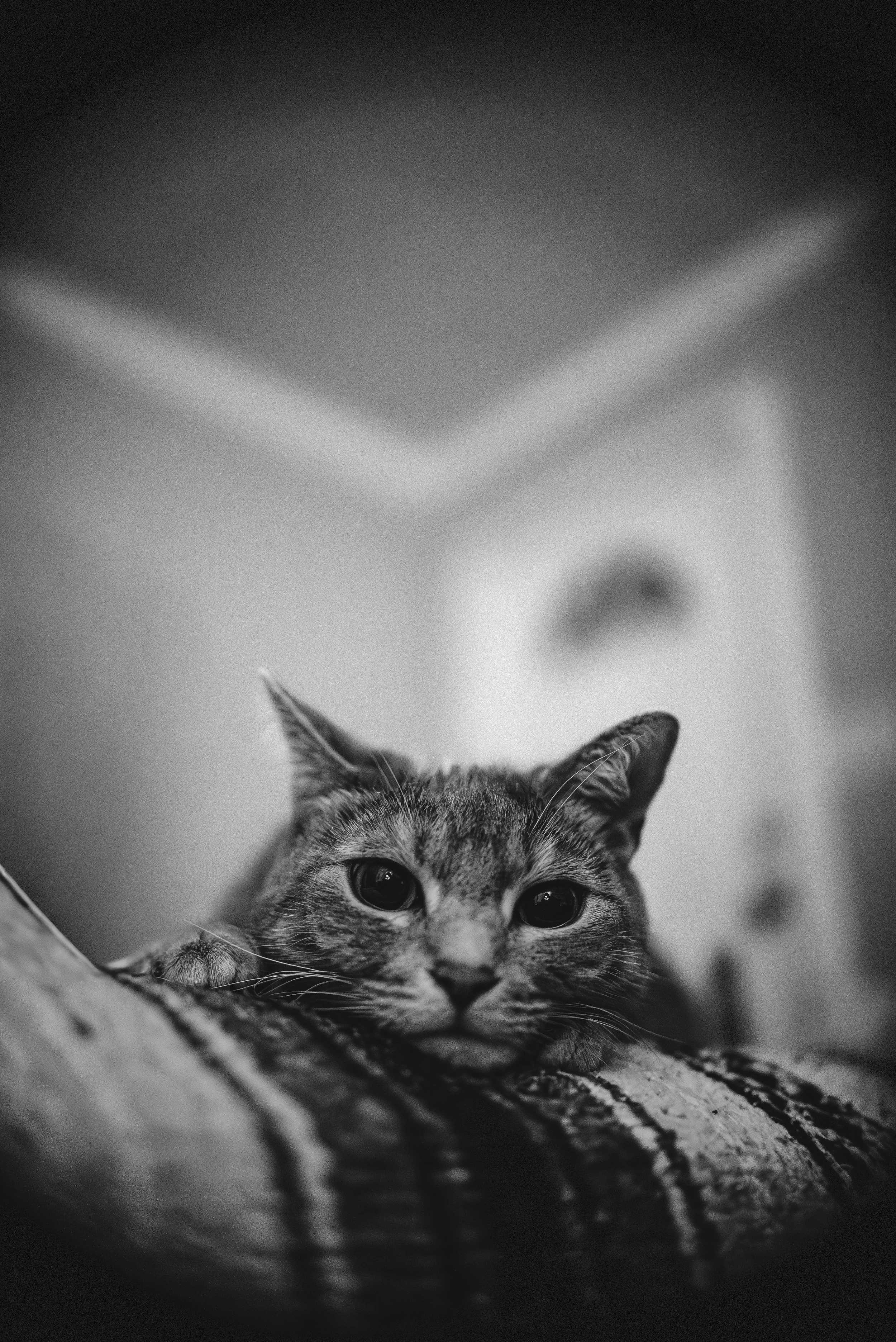 Black and white photo of a cat resting on a patterned surface, looking directly at the camera.