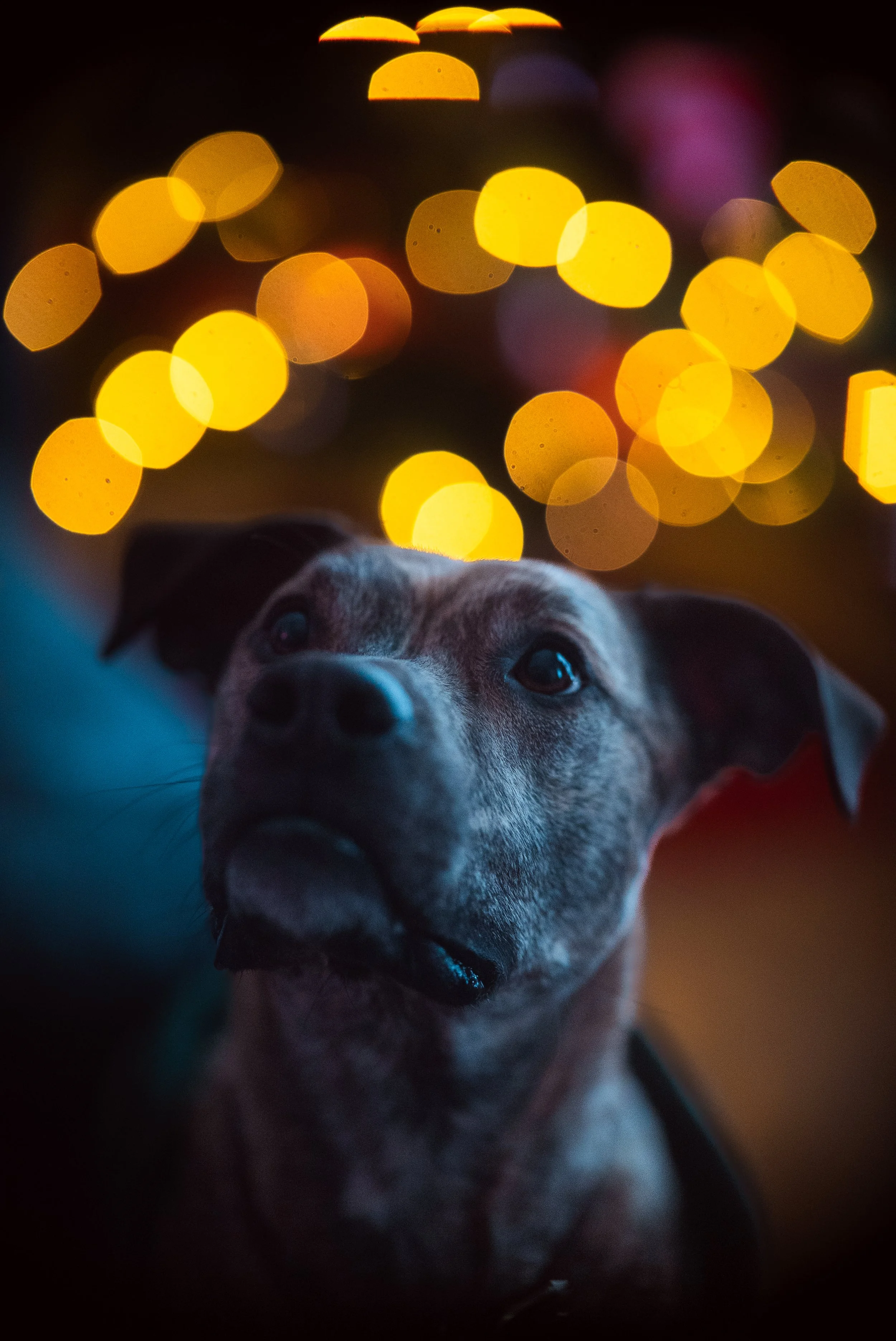 A dog's face in a dark room, with blurred yellow and orange lights in the background.