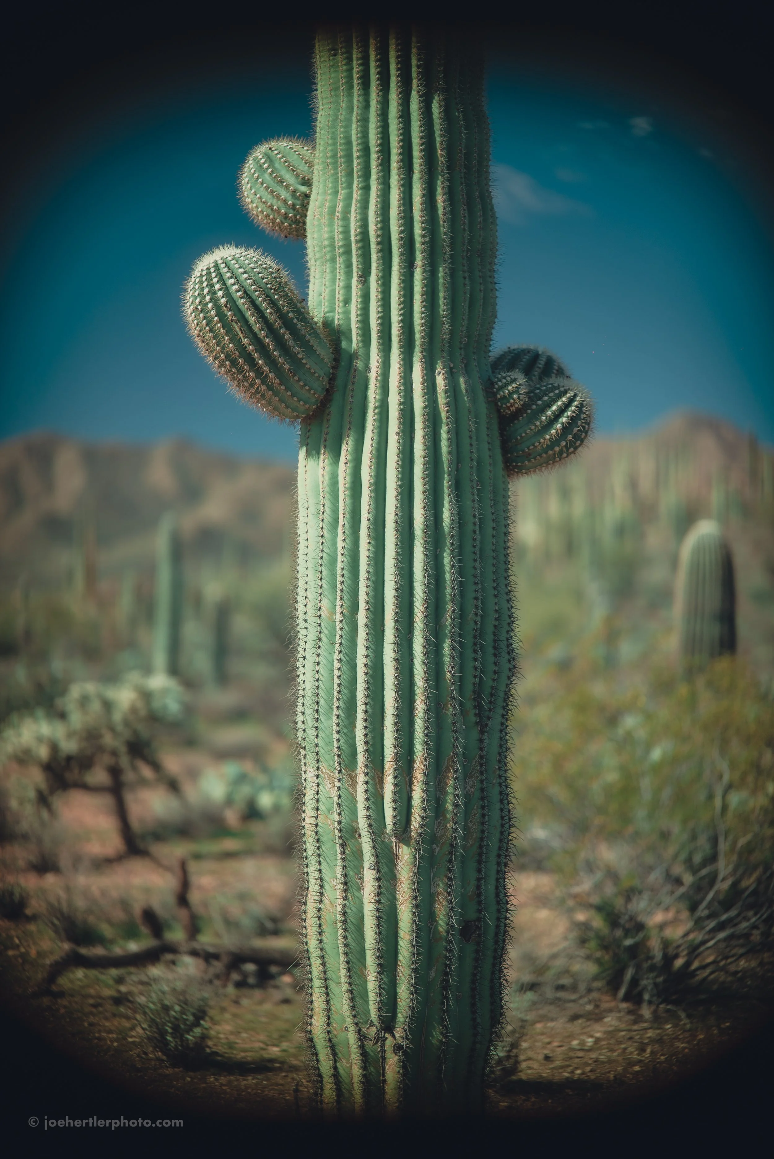Close-up of a tall saguaro cactus with multiple arms against a desert landscape with mountains in the background and a clear blue sky.