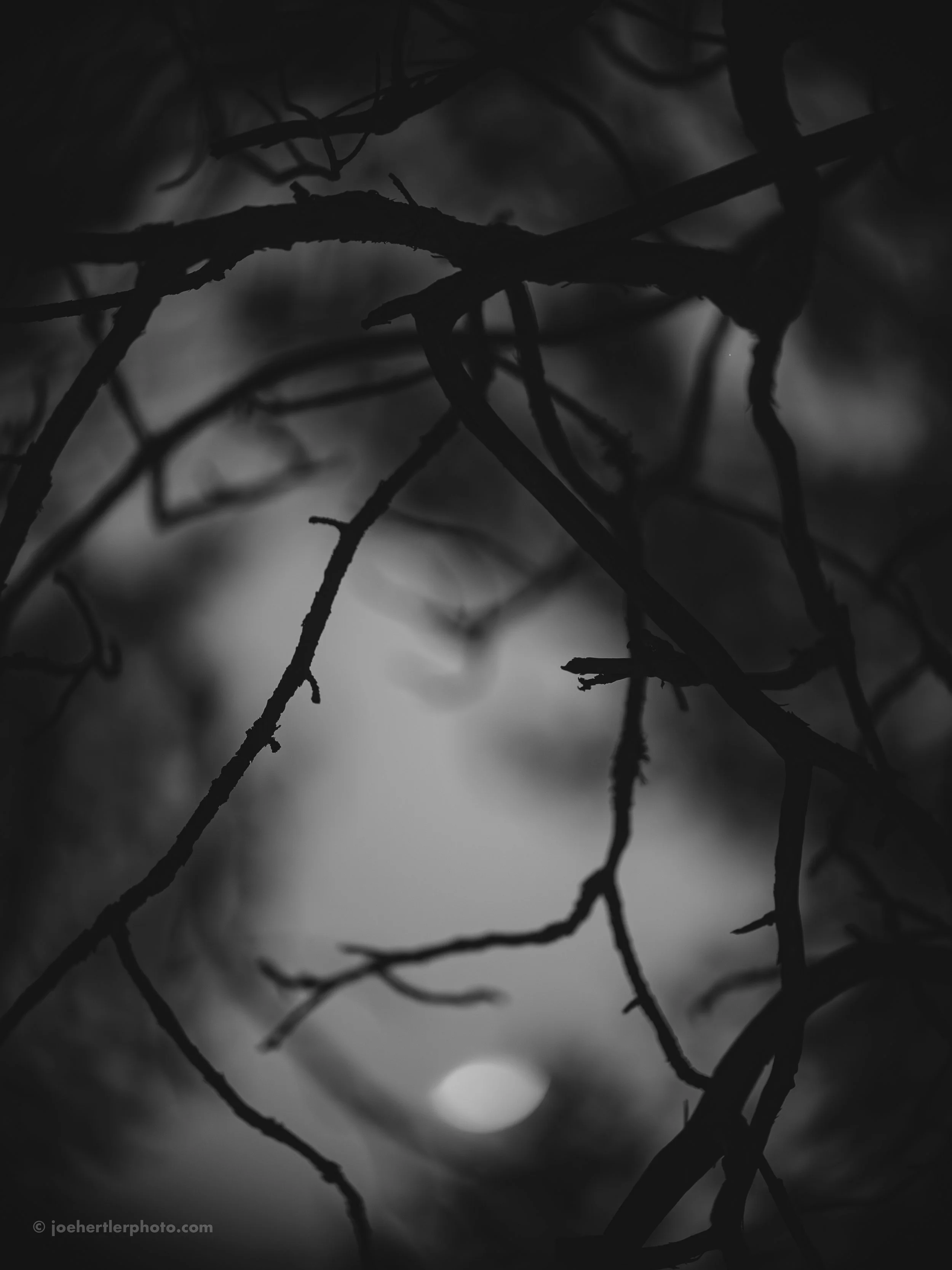 Close-up of tree branches with the moon in the background on a cloudy night.