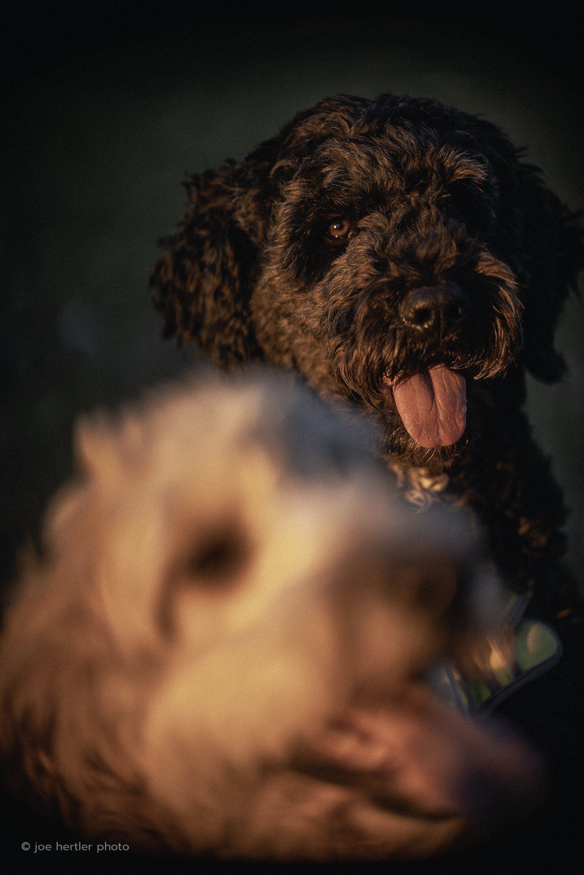 joehertler-pet-photographer-portrait-two-big-dogs-michigan