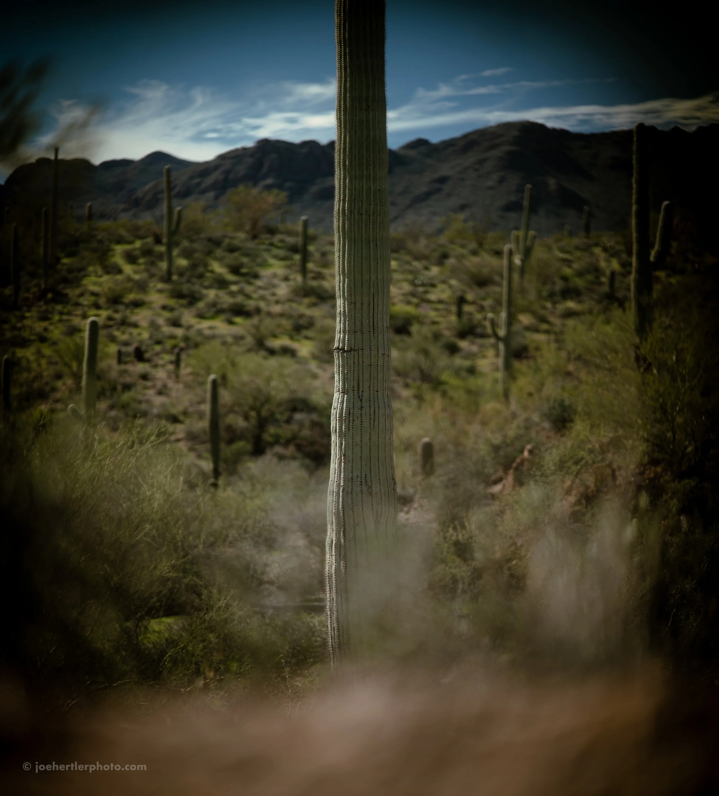 Desert landscape with tall Saguaro cacti and mountains in the background under a partly cloudy sky.
