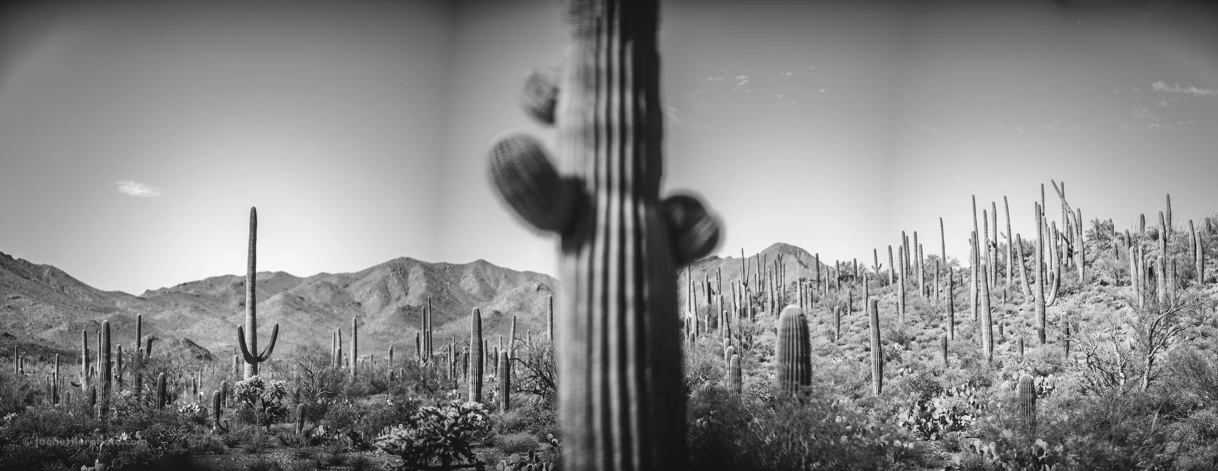 A black and white photograph of a desert landscape with numerous tall cacti, mountains in the background, and a clear sky.